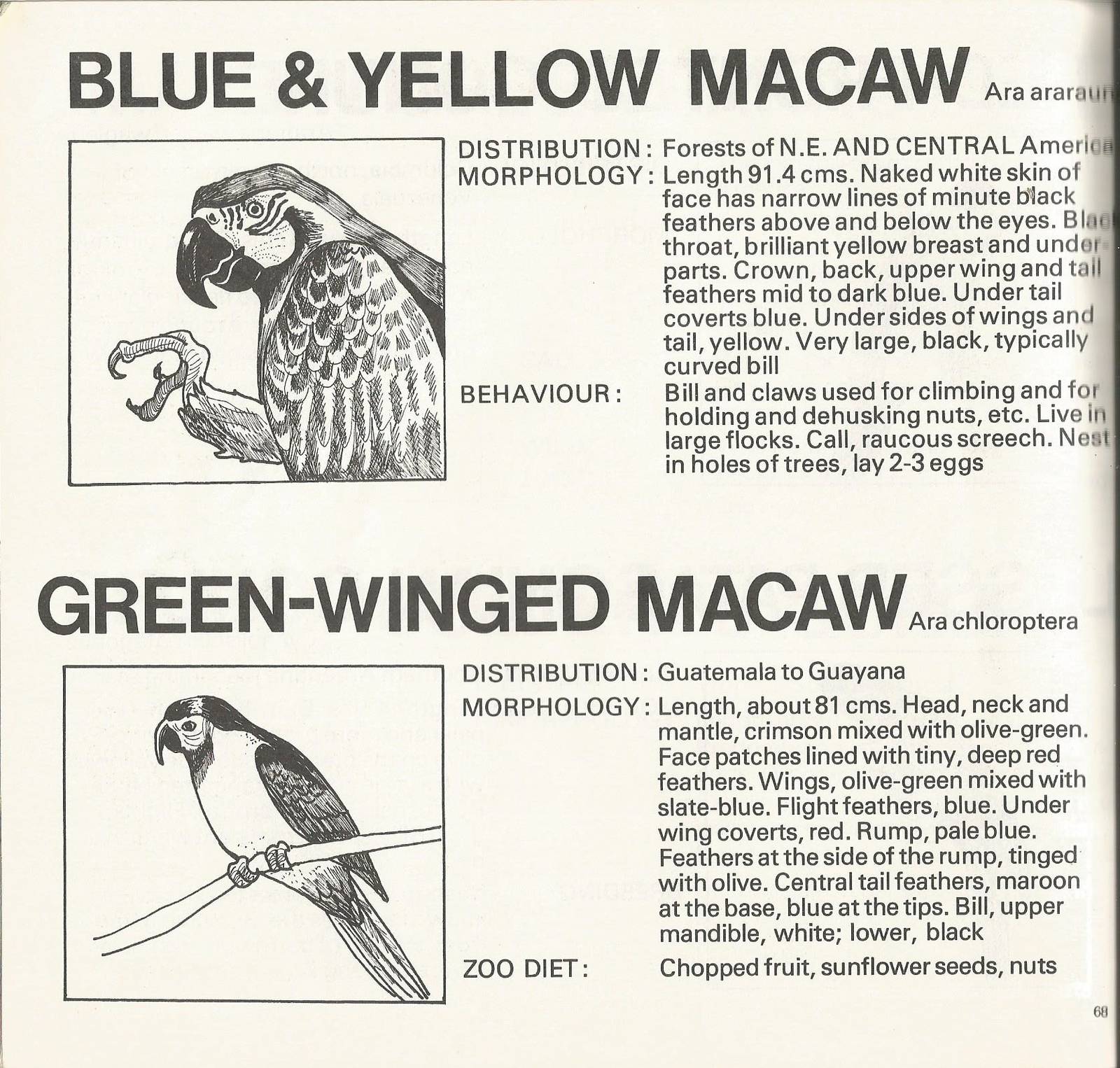 Page from The Animals of Flamingo Land, 1976