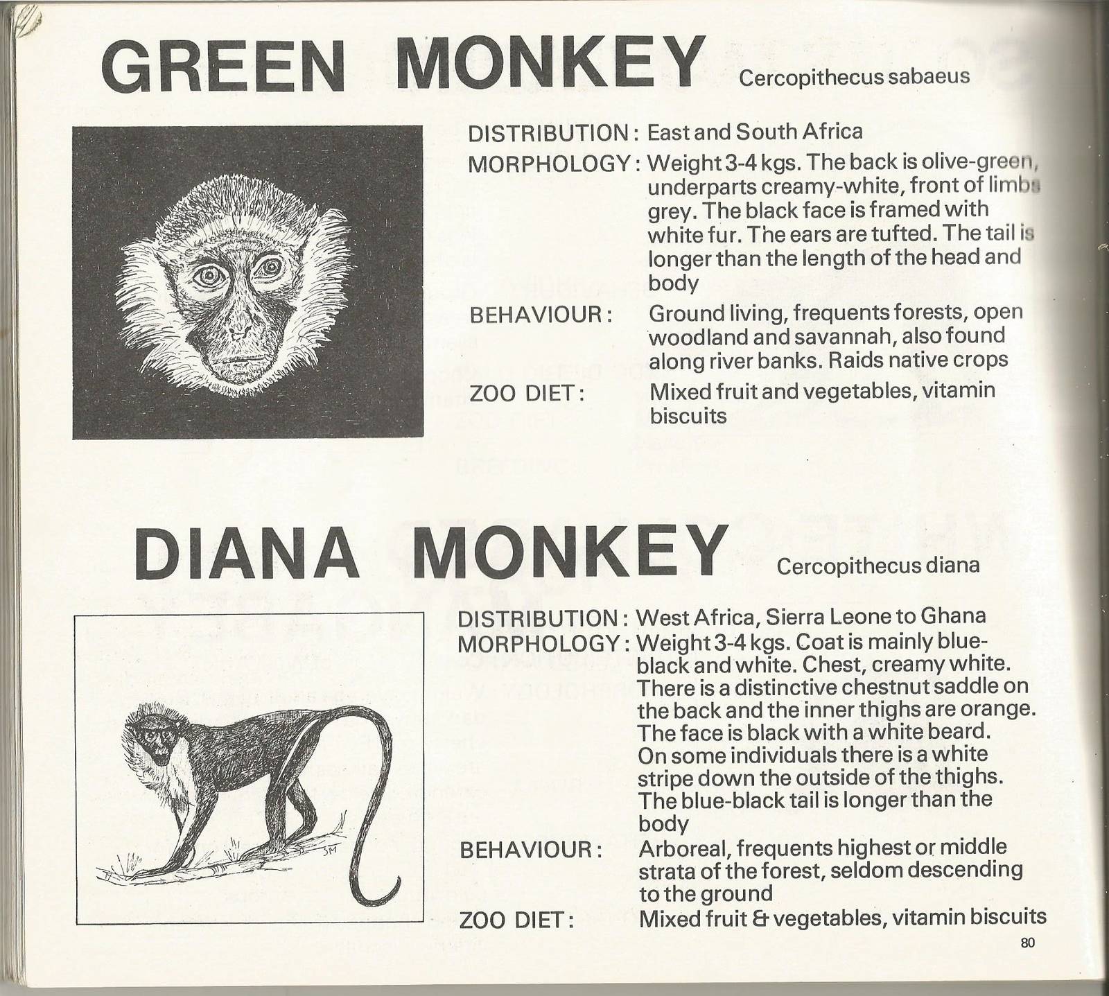 Page from The Animals of Flamingo Land, 1976