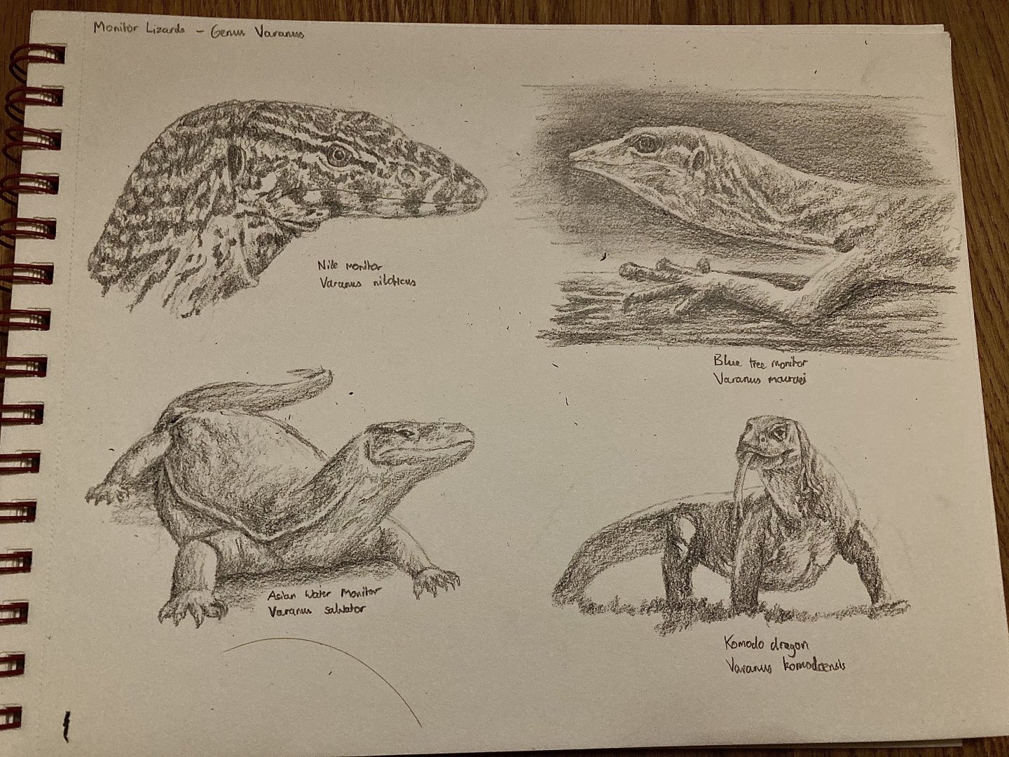 Page full of Monitor lizards!