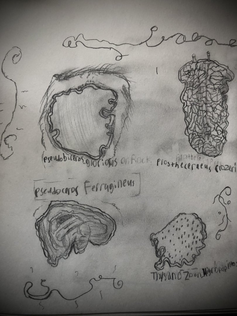 Page of Polycad Flatworms, Pt 1.