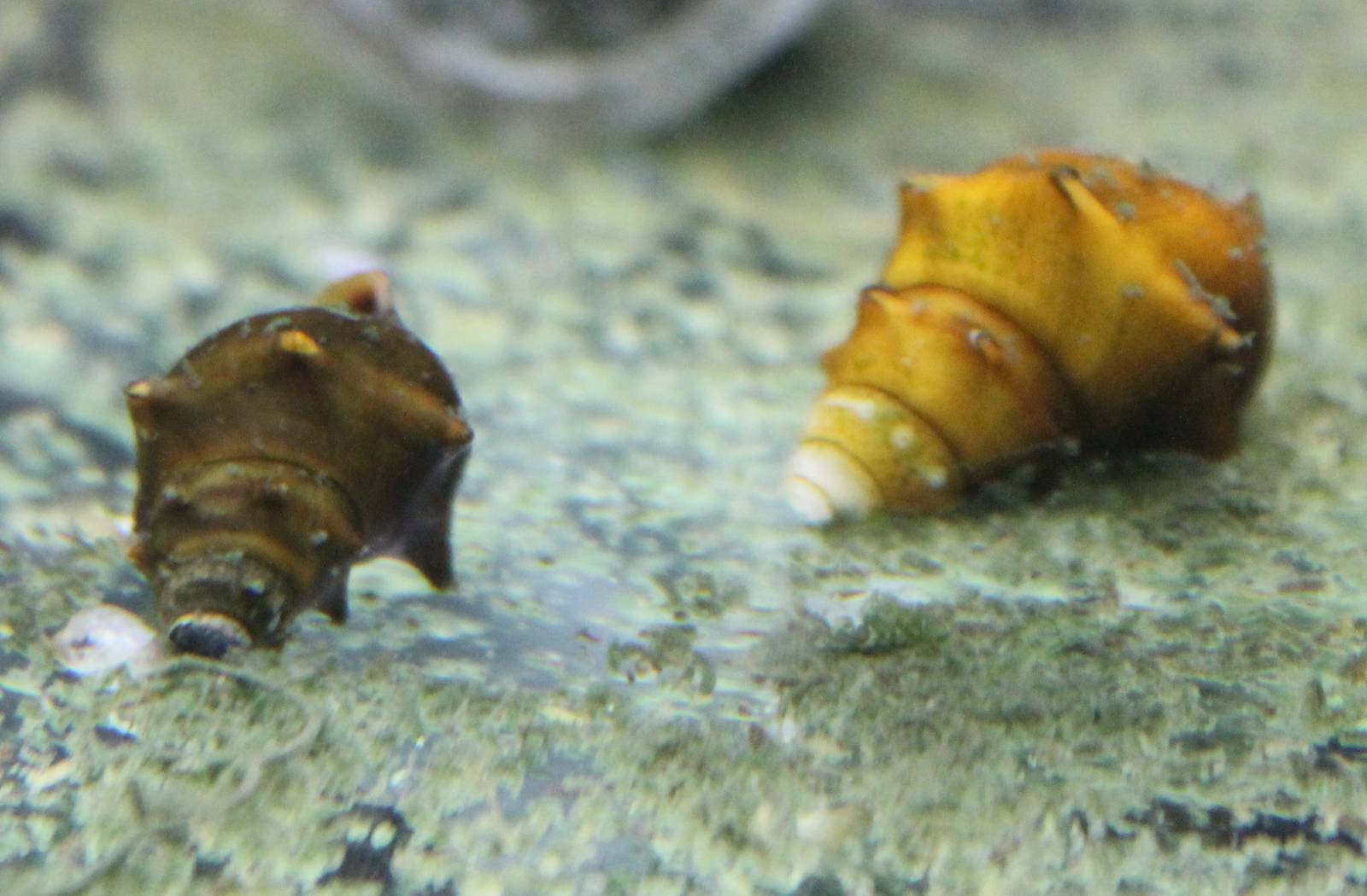 Pagoda snail