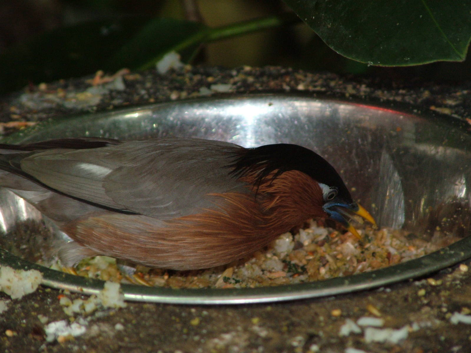 Pagoda Starling at Ostrava, 29/05/10