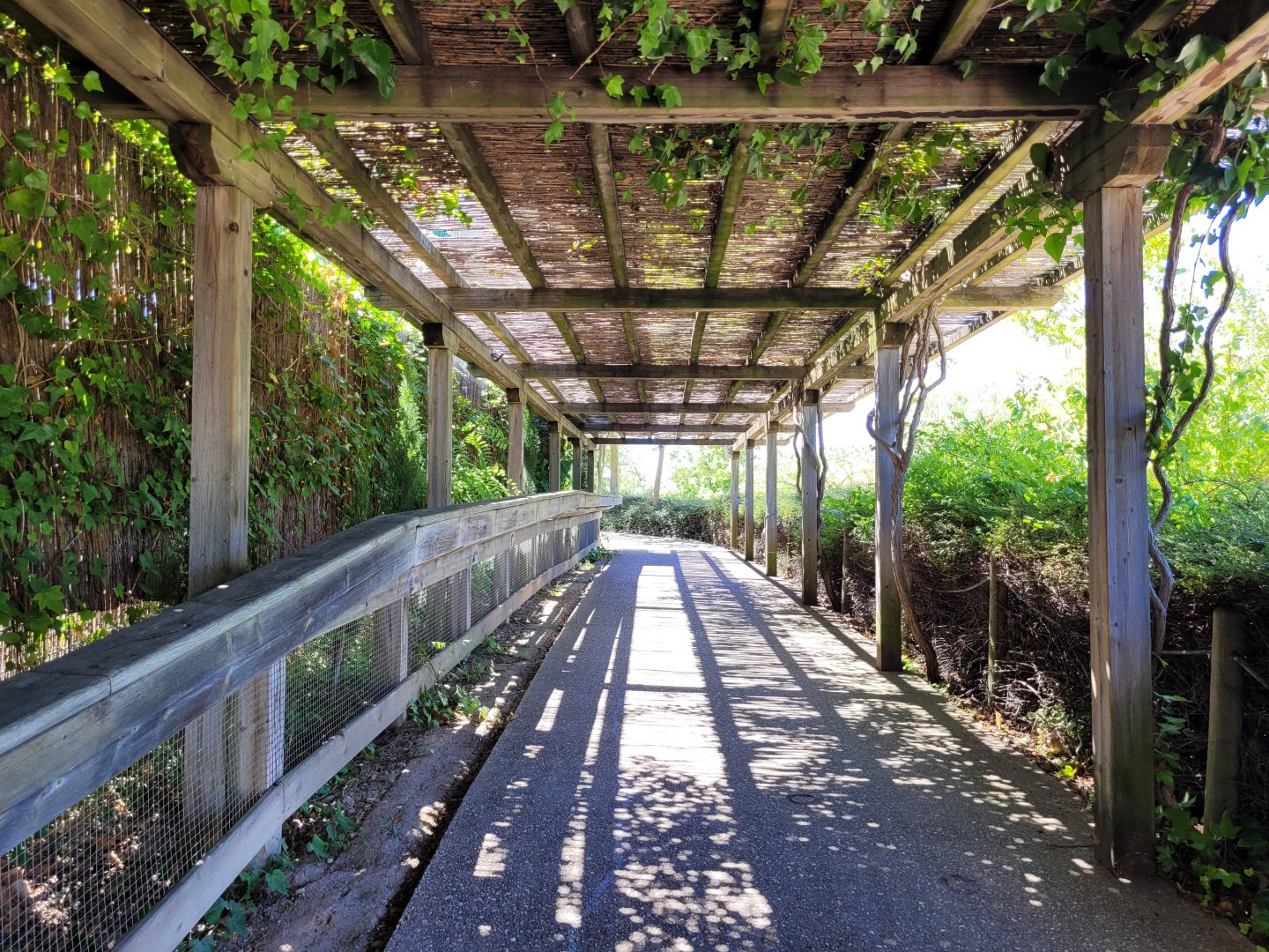 Pagoda thorwards tigers -Sendaviva (2024)