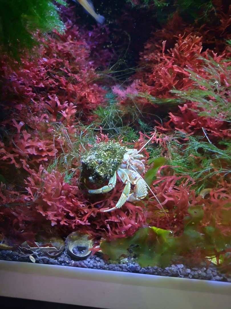Pagurus bernhardus in a macro algae tank