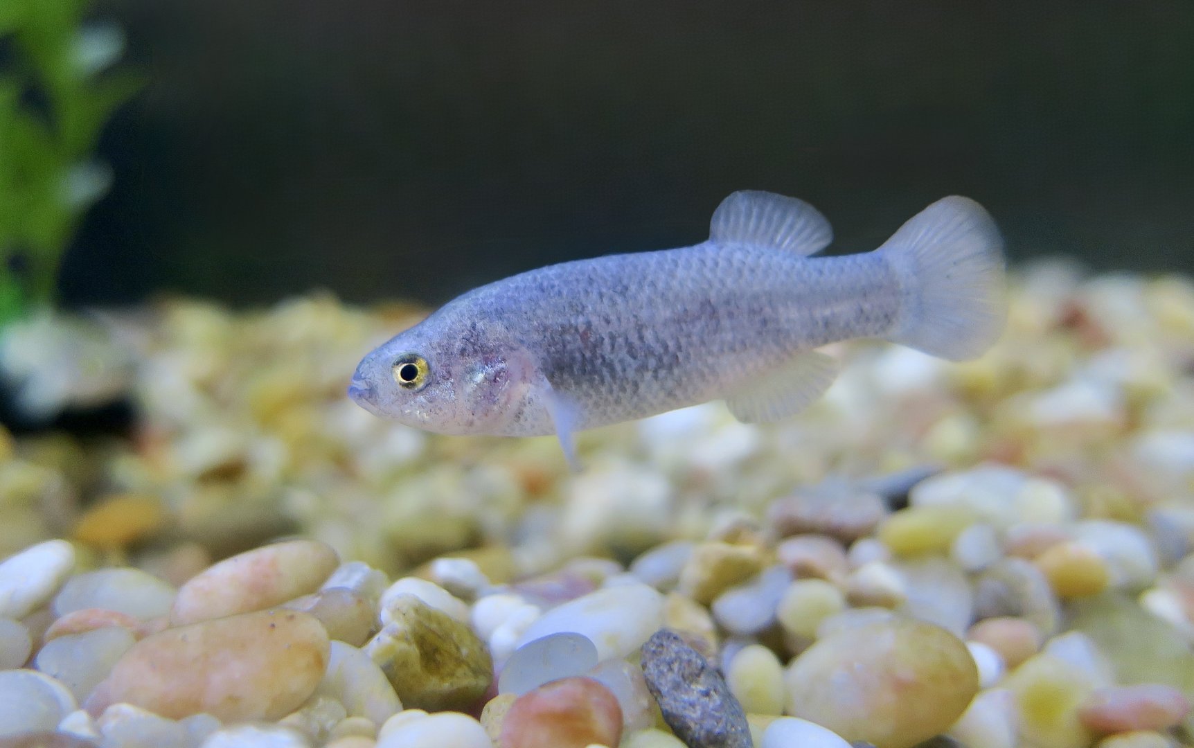 Pahrump Poolfish (Empetrichthys latos latos)