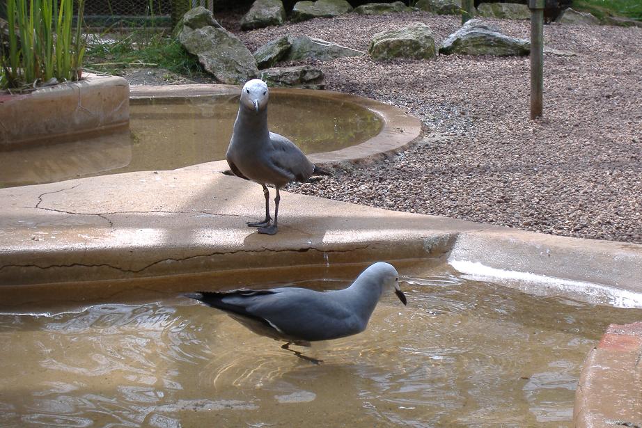 Paignton Grey Gulls