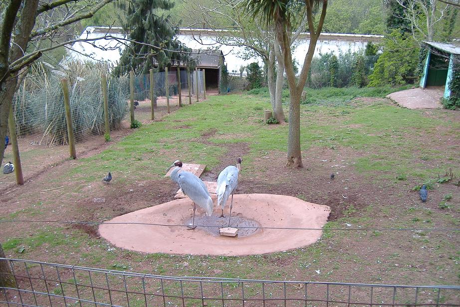 Paignton Sarus cranes