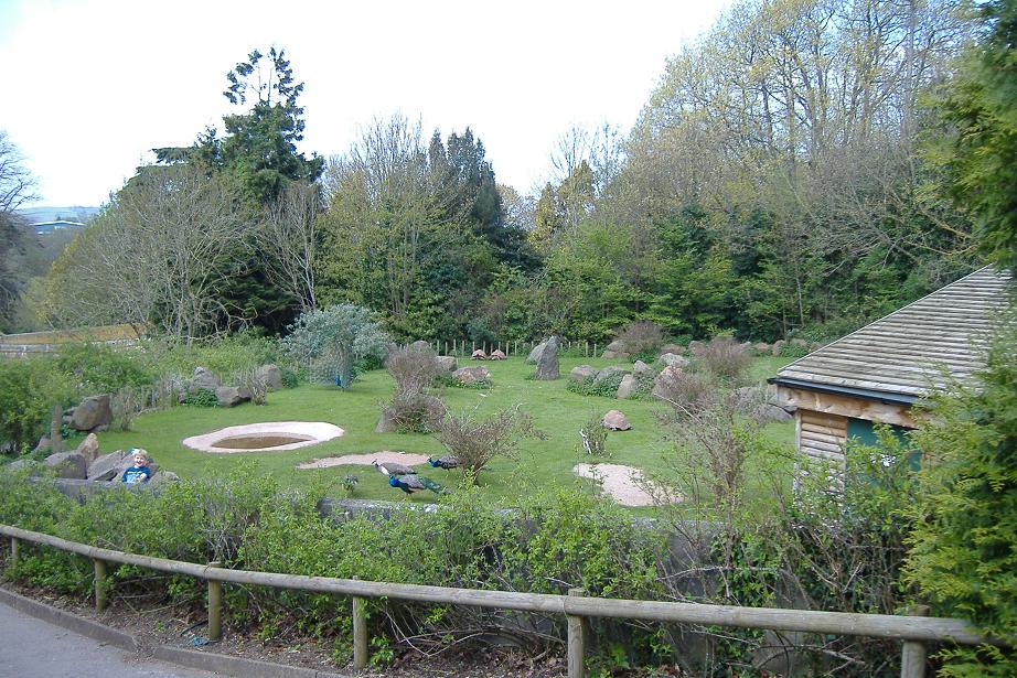Paignton Tortoise pens