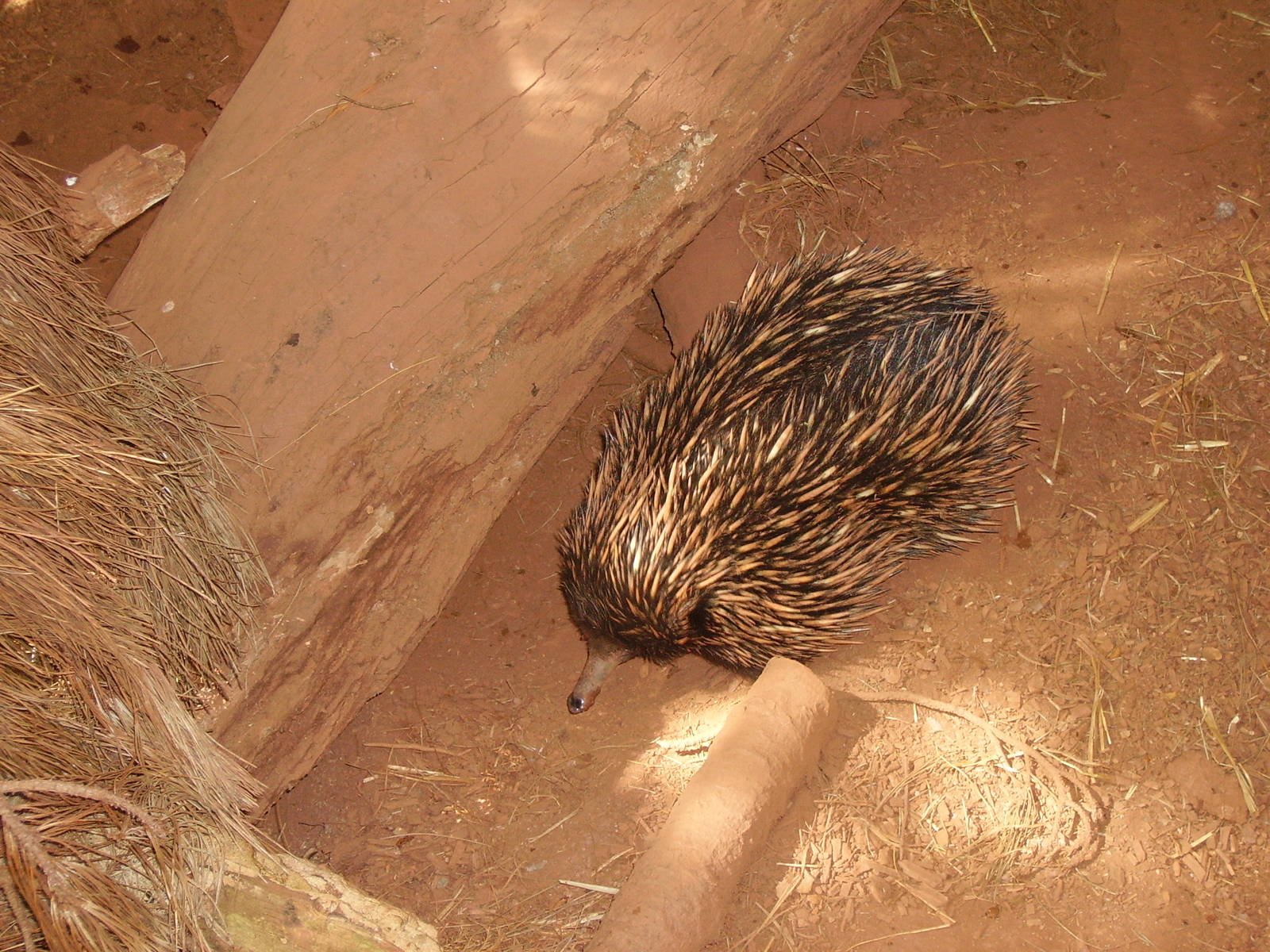 paignton zoo 2-5-09 022
