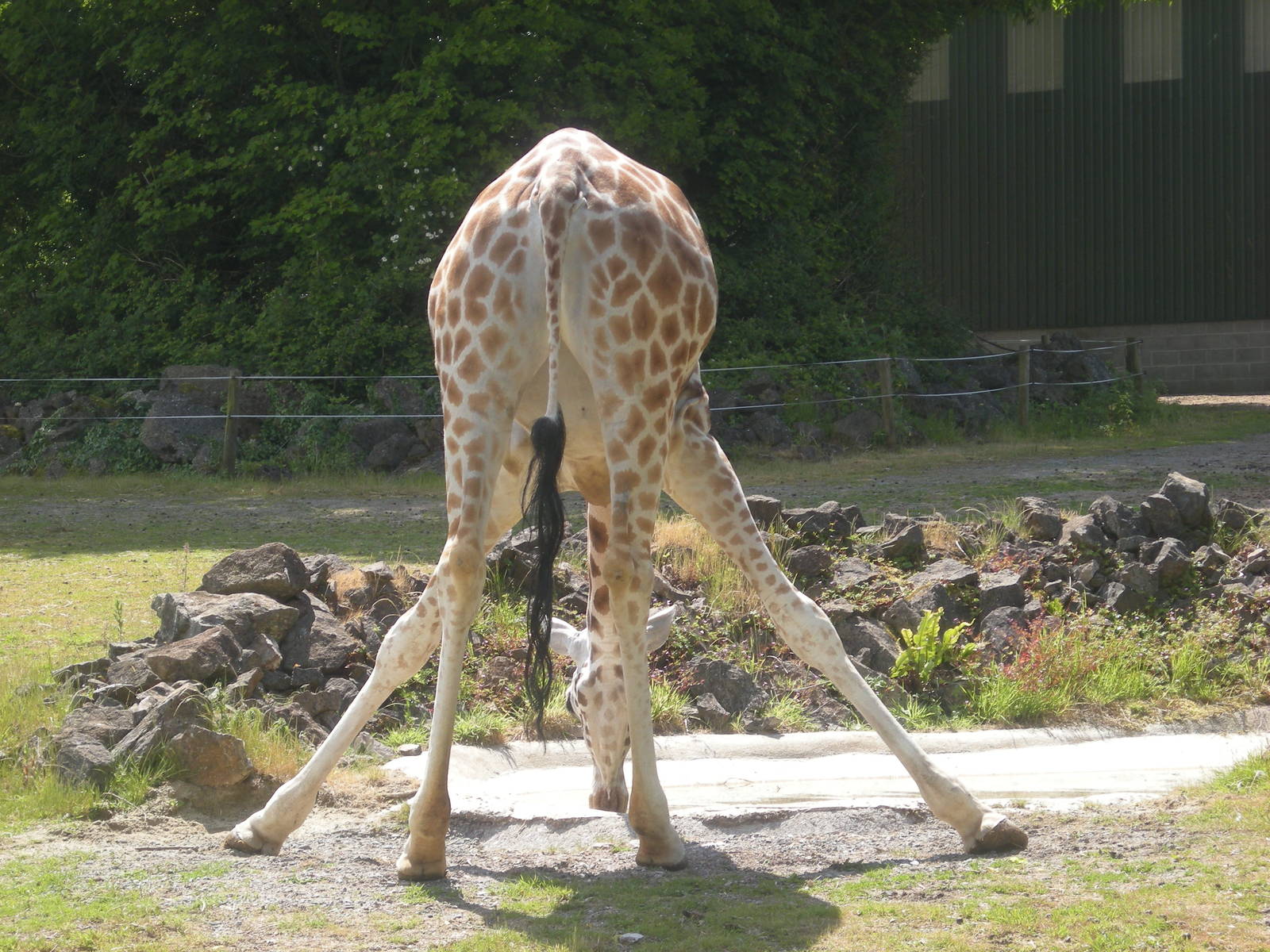 Paignton Zoo 2009