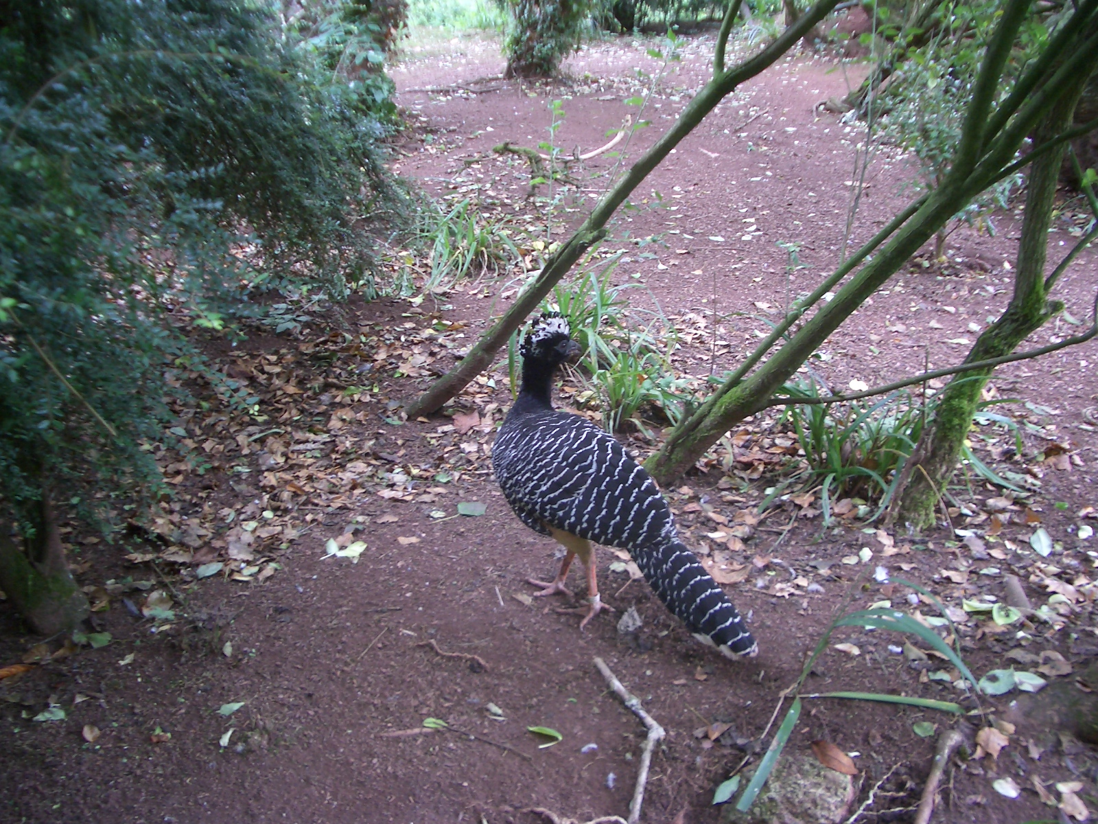 Paignton Zoo - 27.07.2010