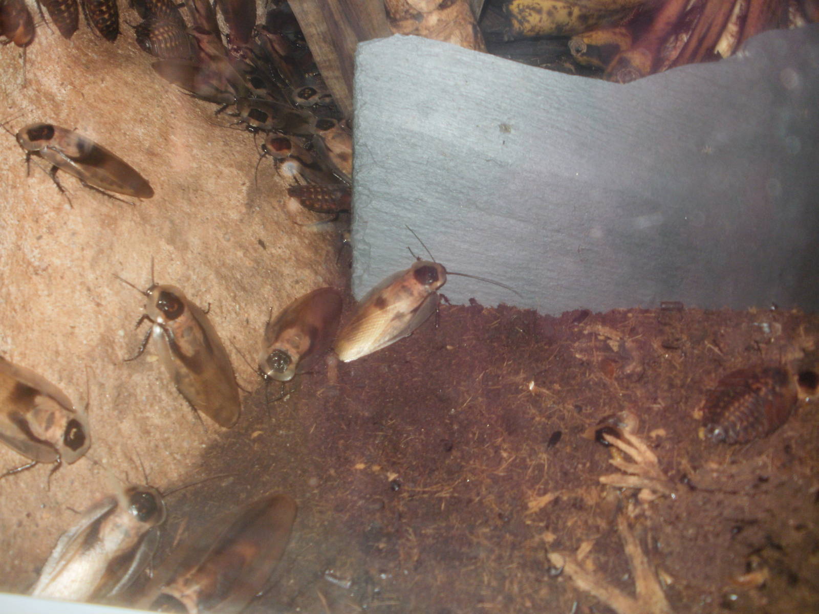 Paignton Zoo - 27.07.2010