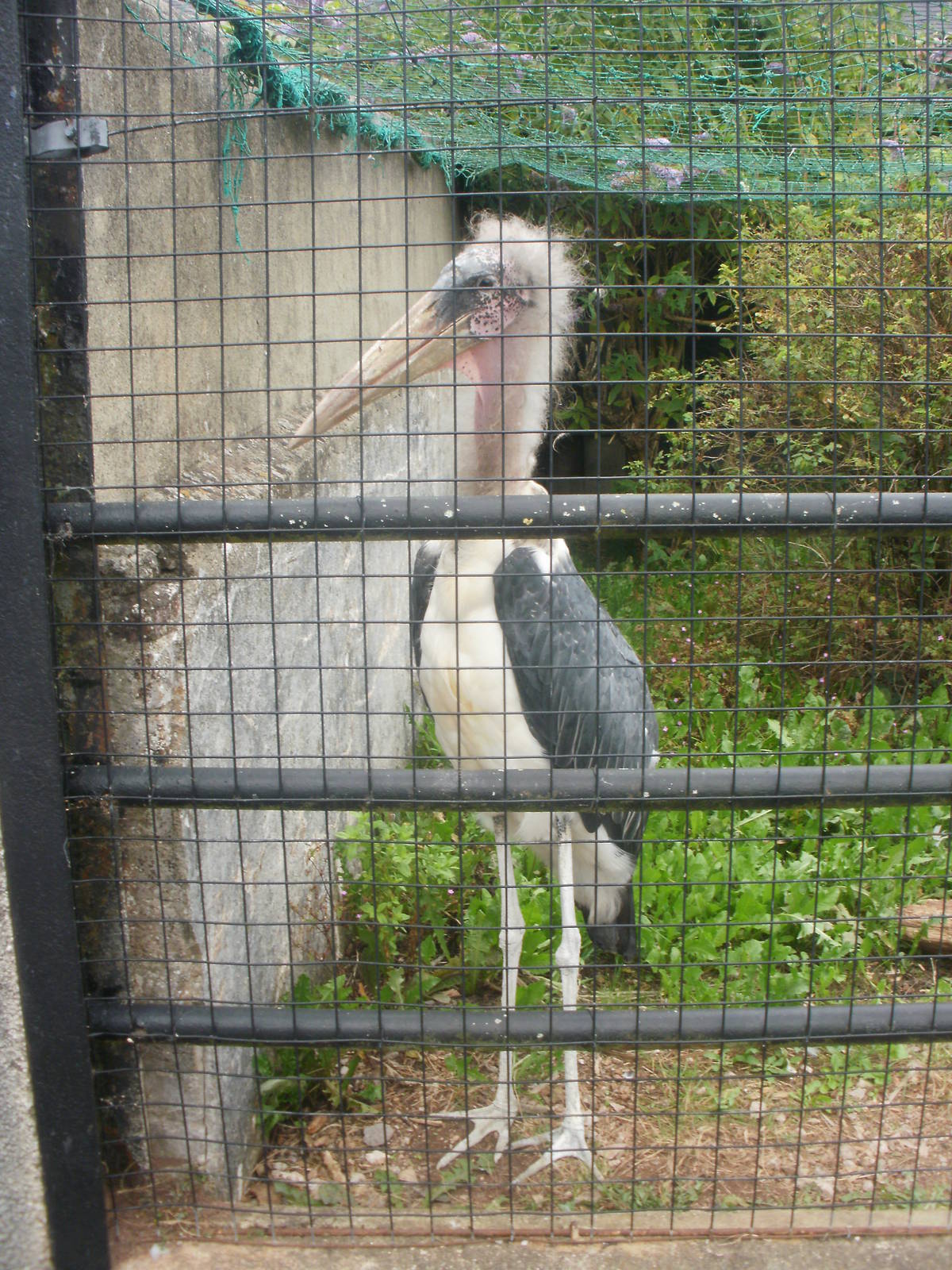 Paignton Zoo - 27.07.2010