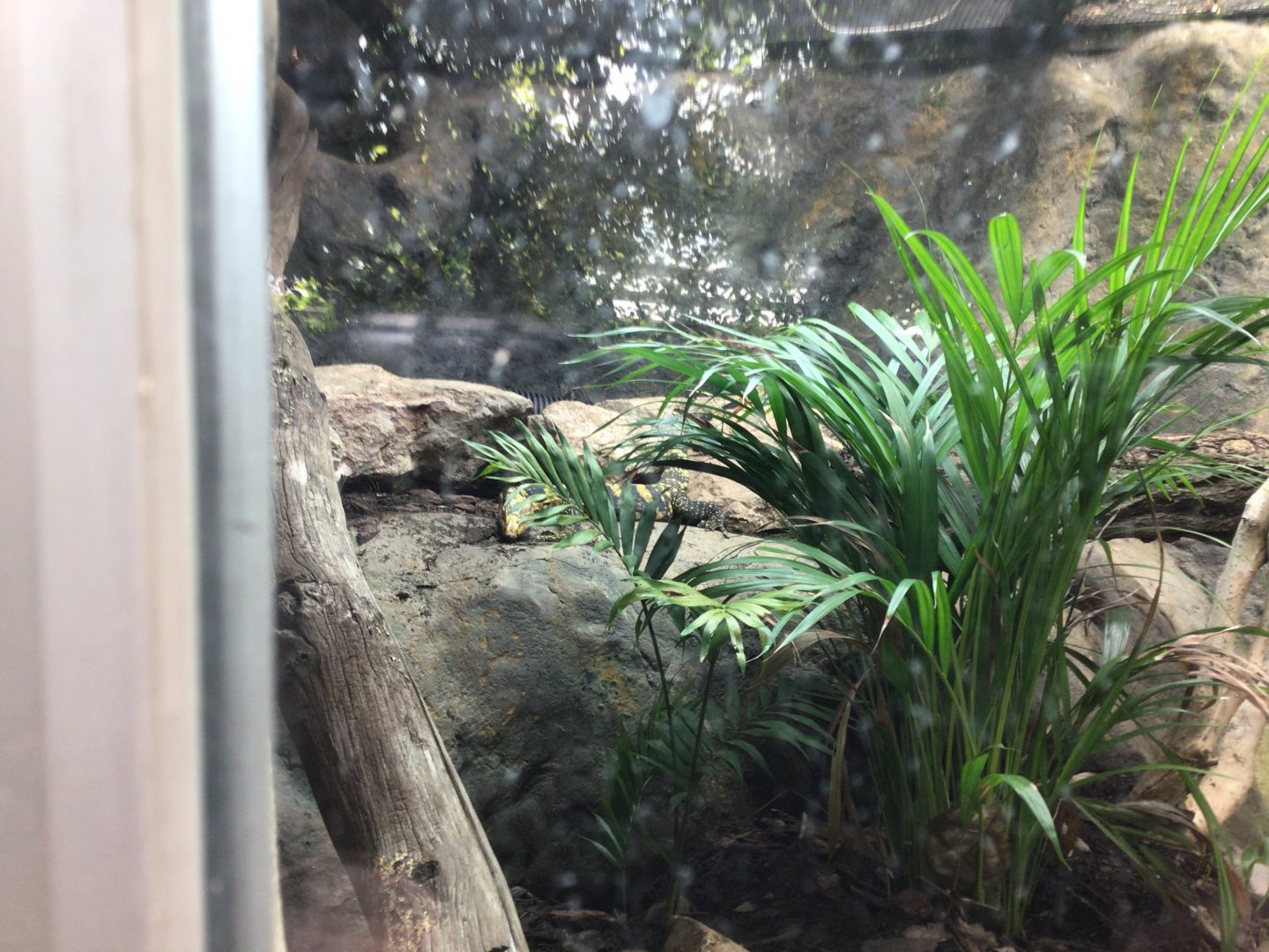 Paignton Zoo Reptile House June 15th 2021