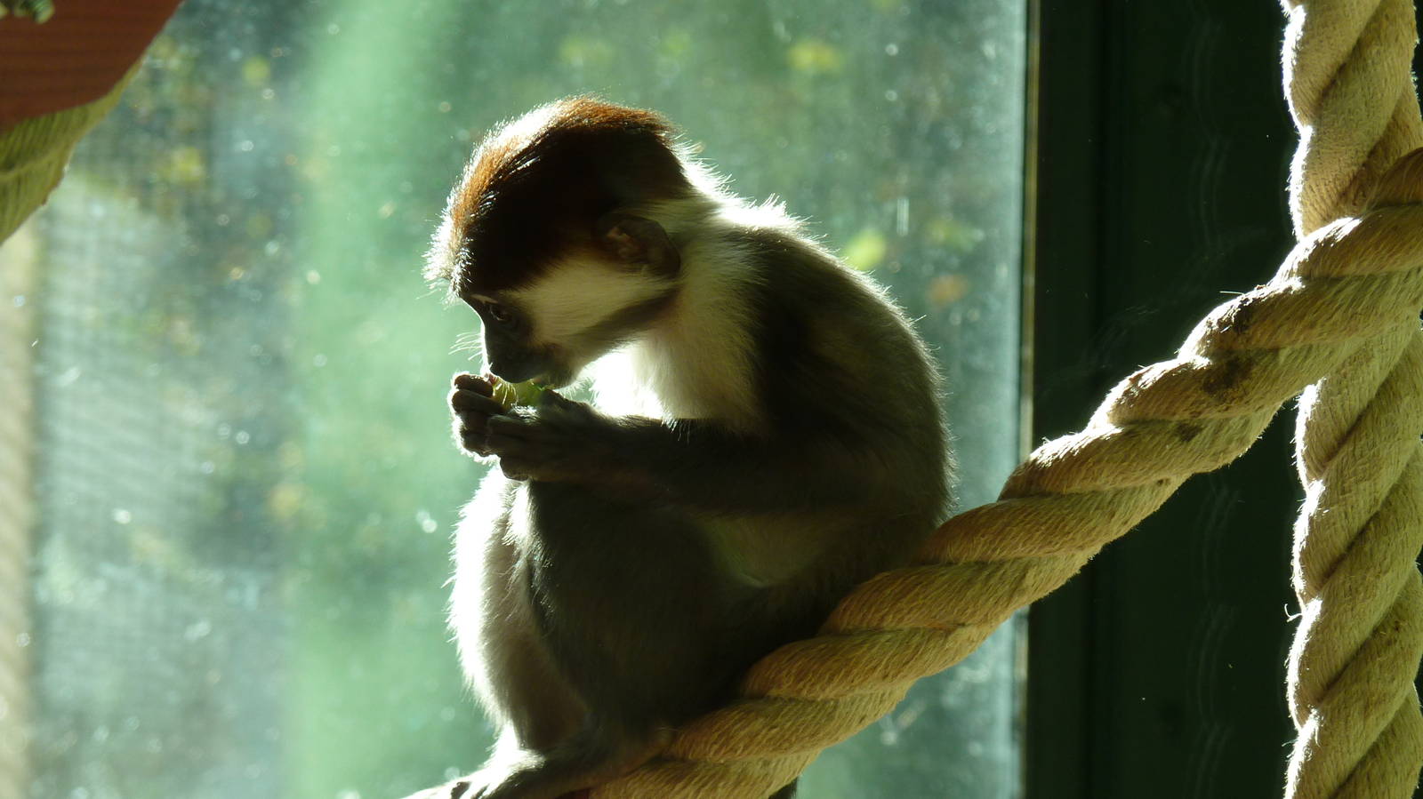 Paignton's first Cherry Crowned Mangabey baby