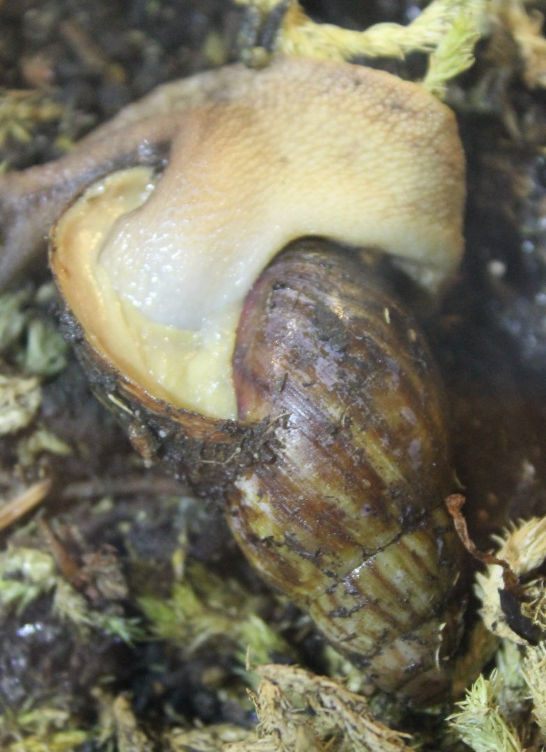 Pail giant land snail - Archachatina papyracea