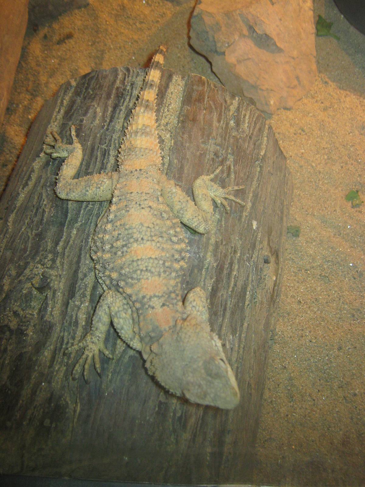 Painted Agama (Laudakia stellio brachydactyla)