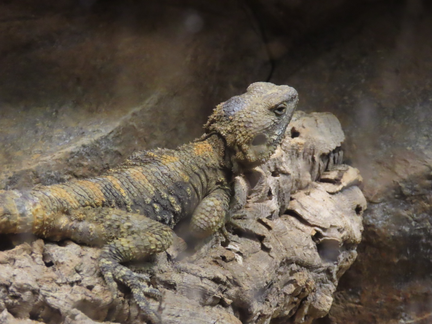 Painted Agama (Laudakia stellio)