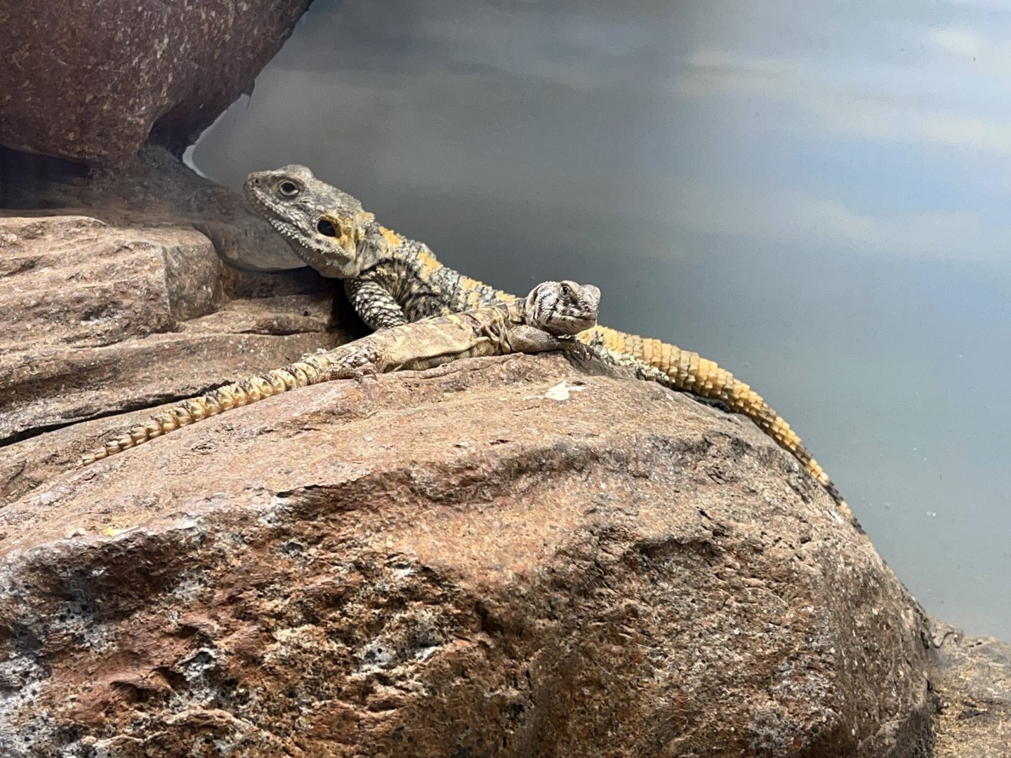 Painted Agama (Stellagama stellio) and Ornate Uromastyx (Uromastyx ornata)