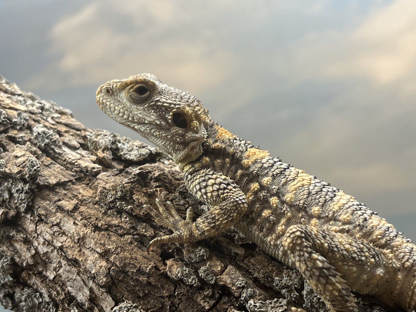 Painted Agama (Stellagama stellio)