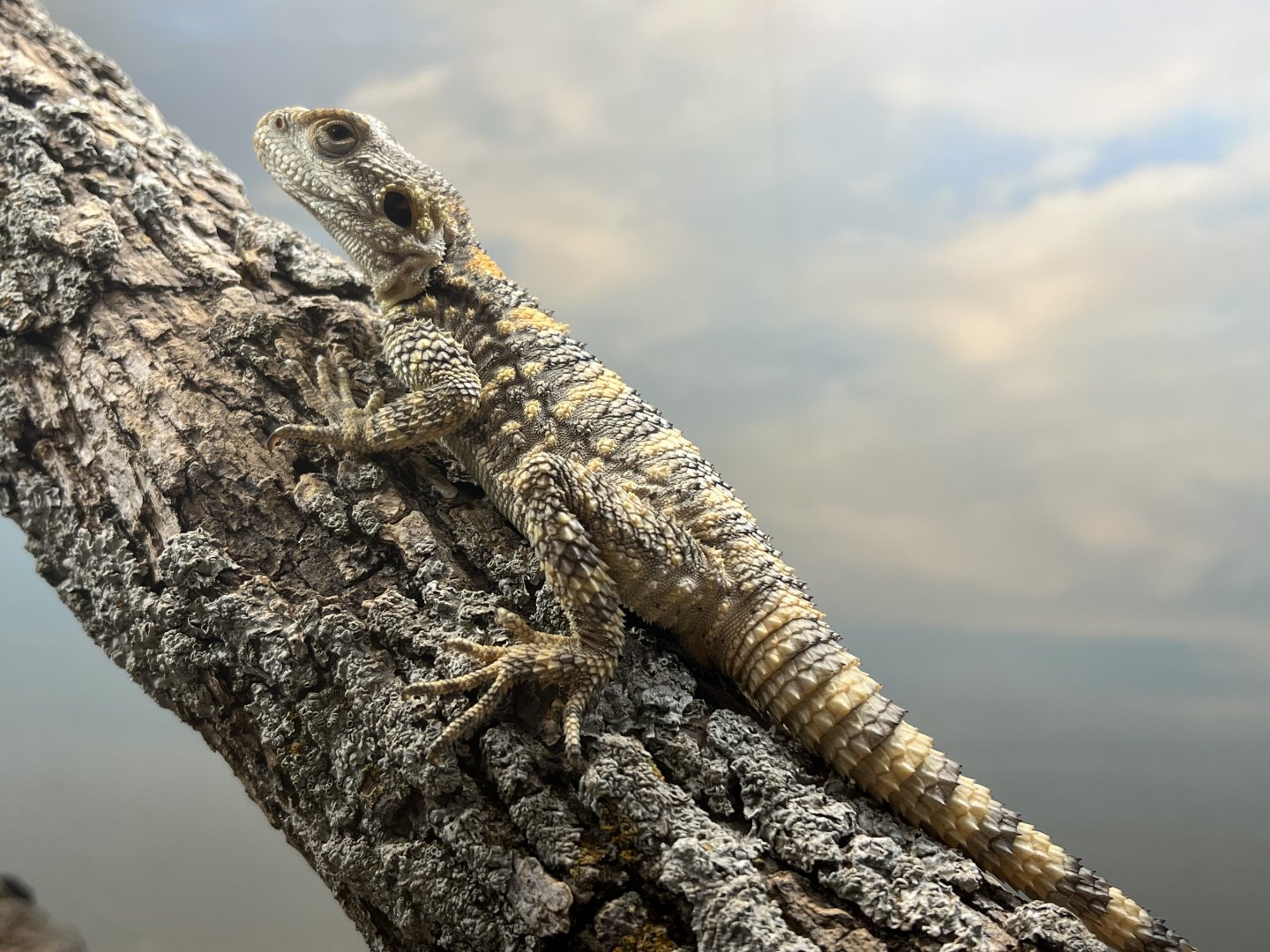 Painted Agama (Stellagama stellio)