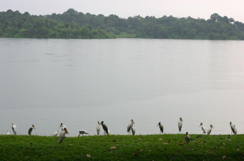 Painted and Milky Storks, Singapore Zoo