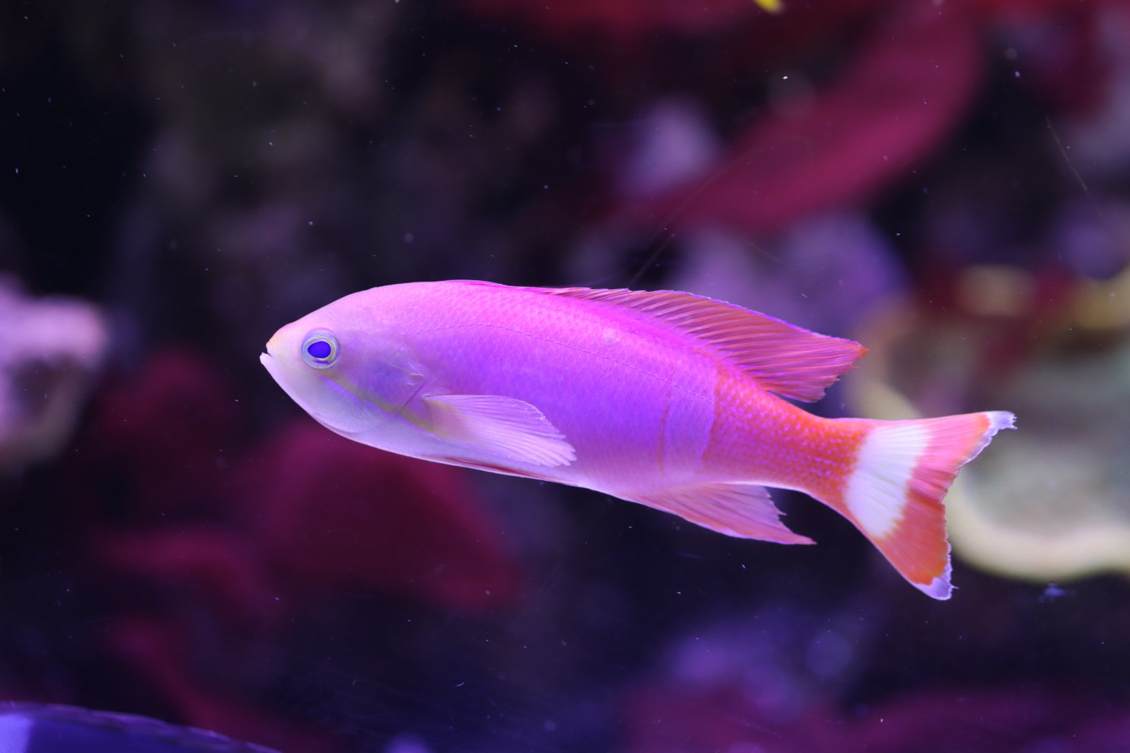 Painted anthias (Pseudanthias pictilis)