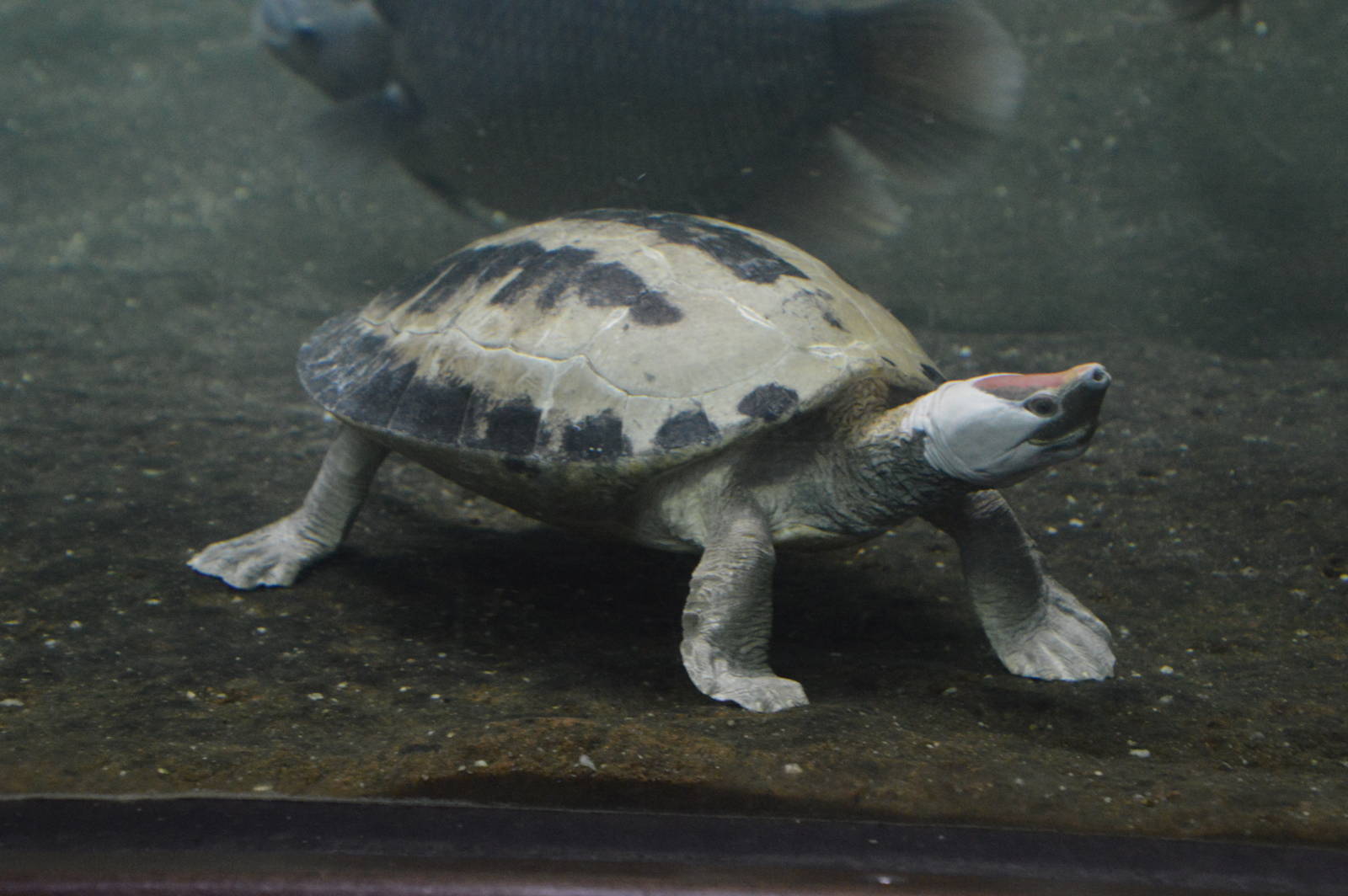 Painted Batagur 031215