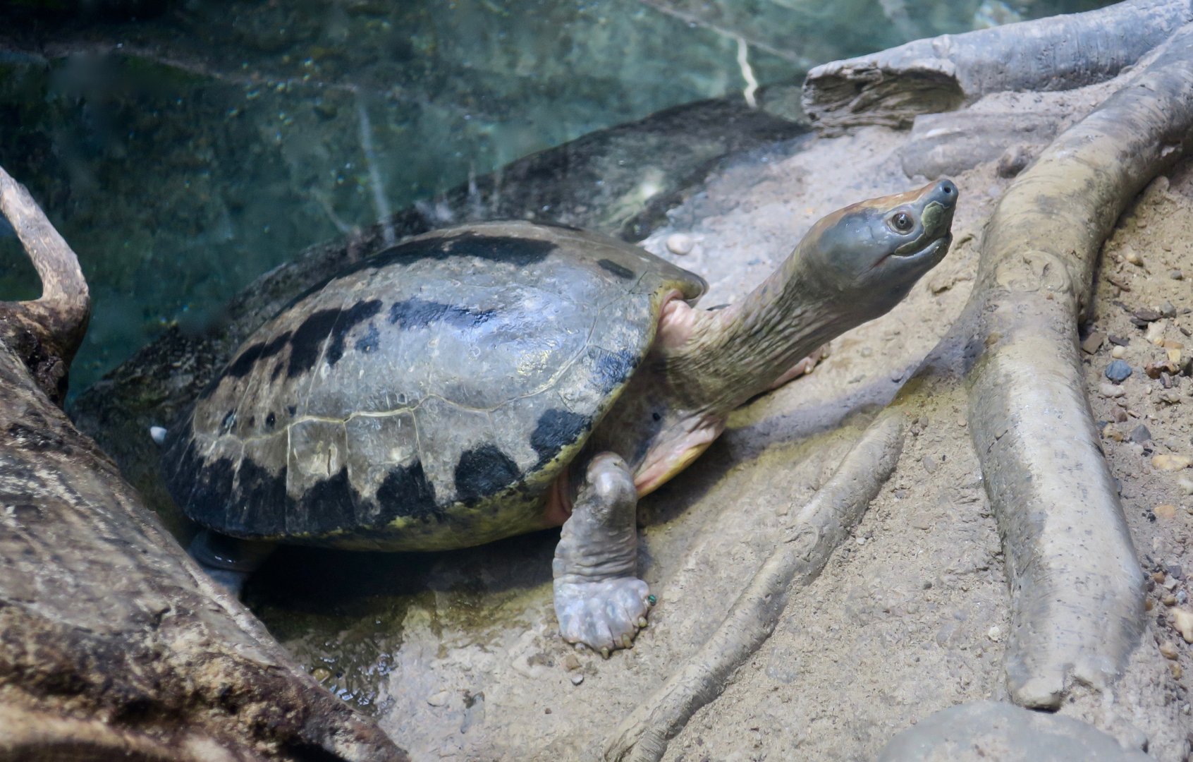 Painted Batagur (Batagur borneoensis)