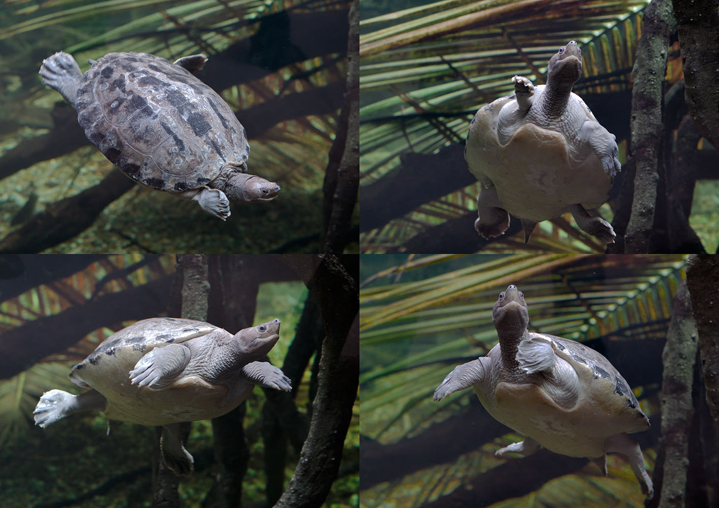 Painted batagur composite