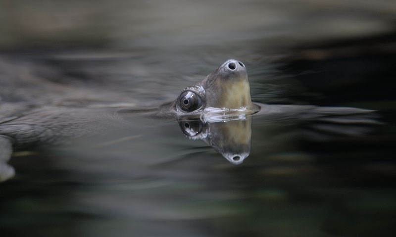 Painted batagur female