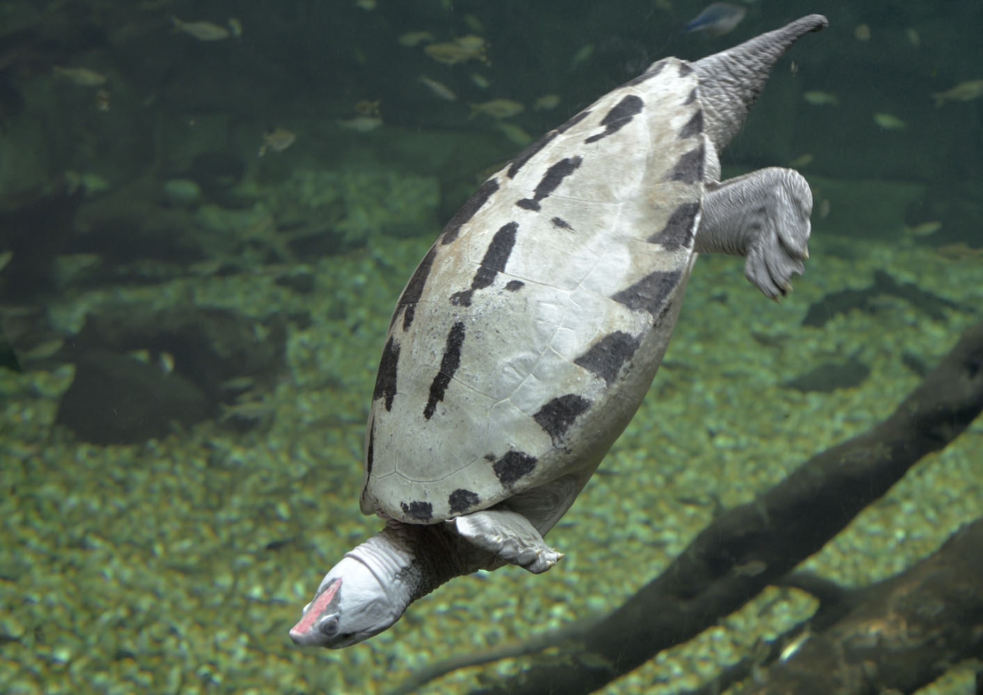 Painted Batagur in breeding colour