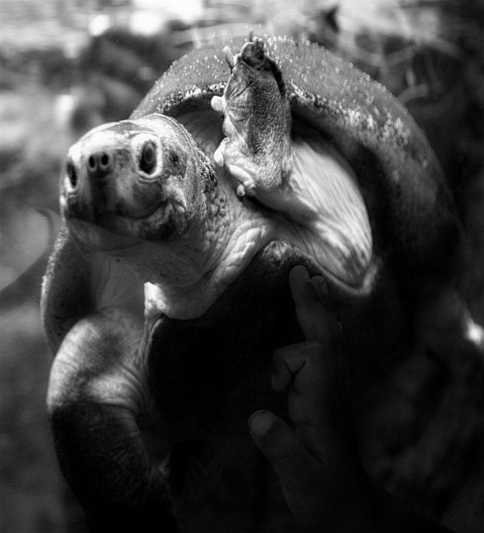 Painted Batagur Turtle