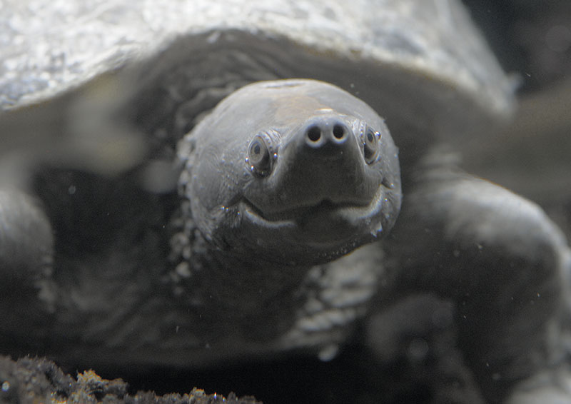 Painted batagur underwater