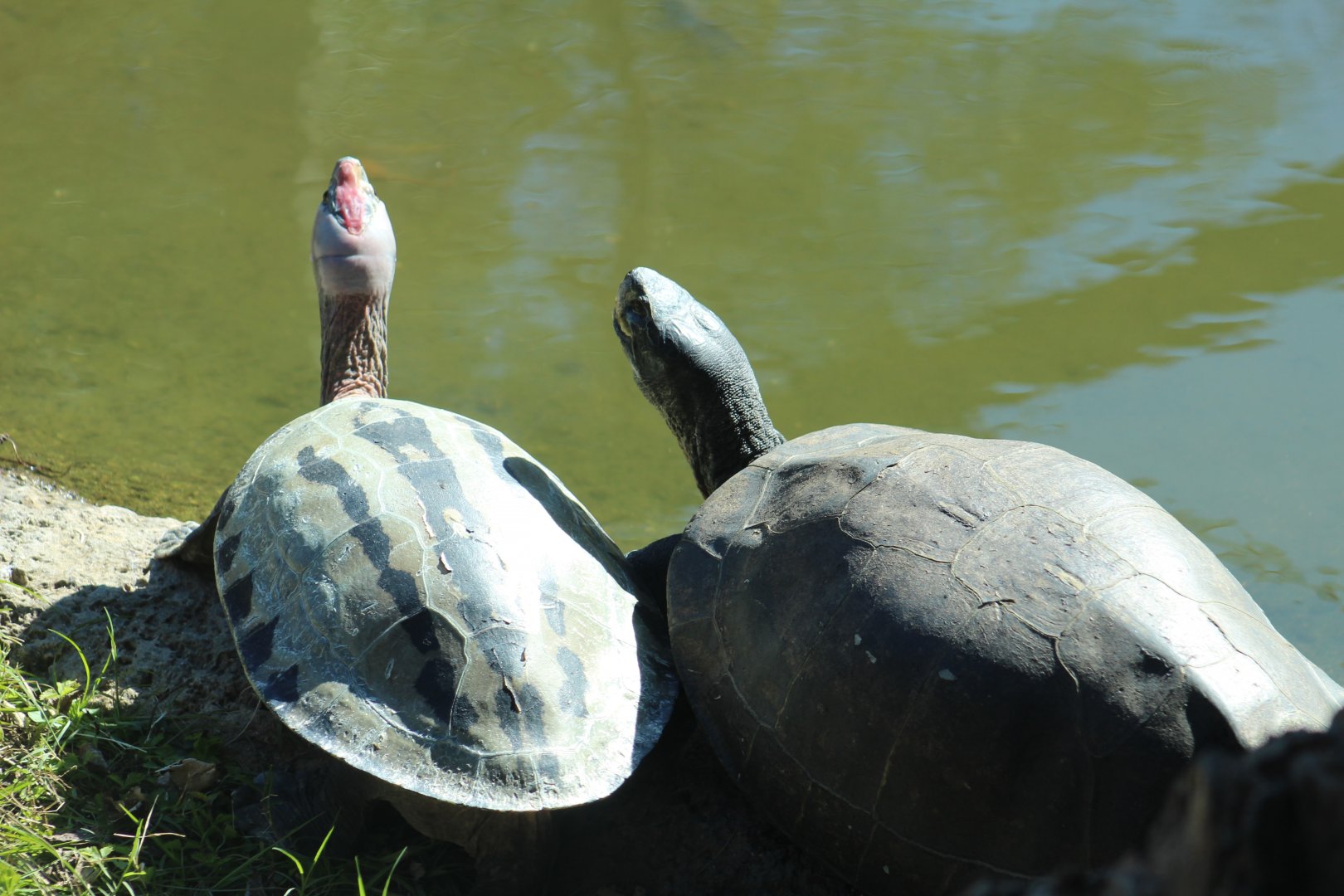 Painted Batagur & ??