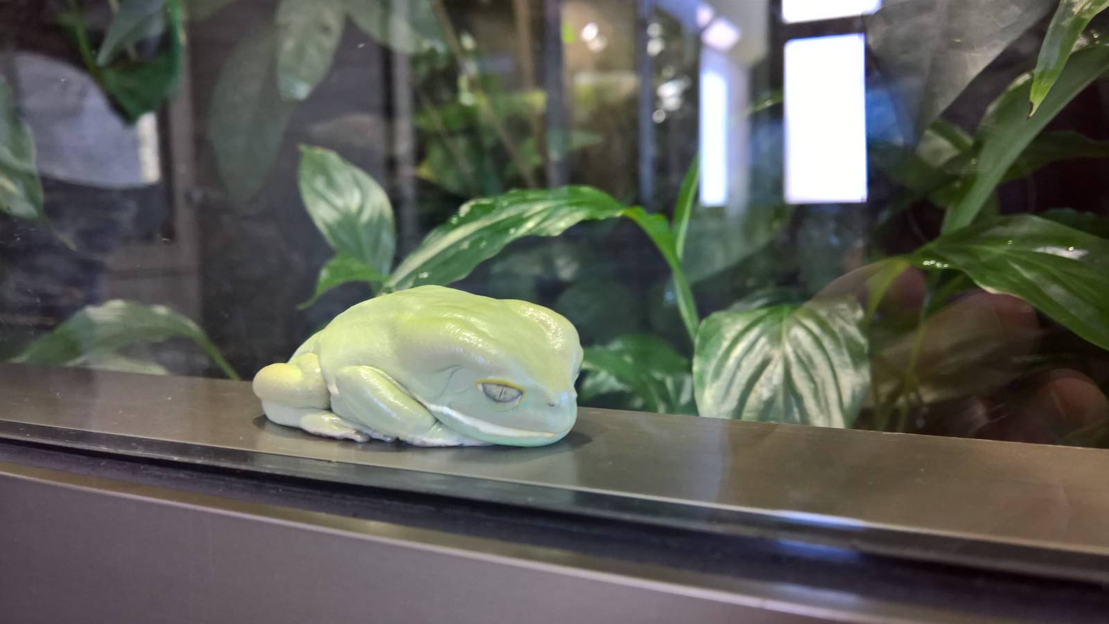 Painted-belly leaf frog