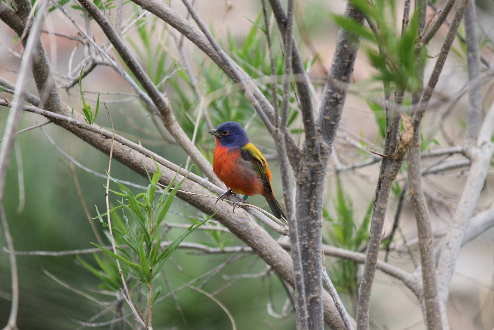 Painted Bunting, Burgers' Desert
