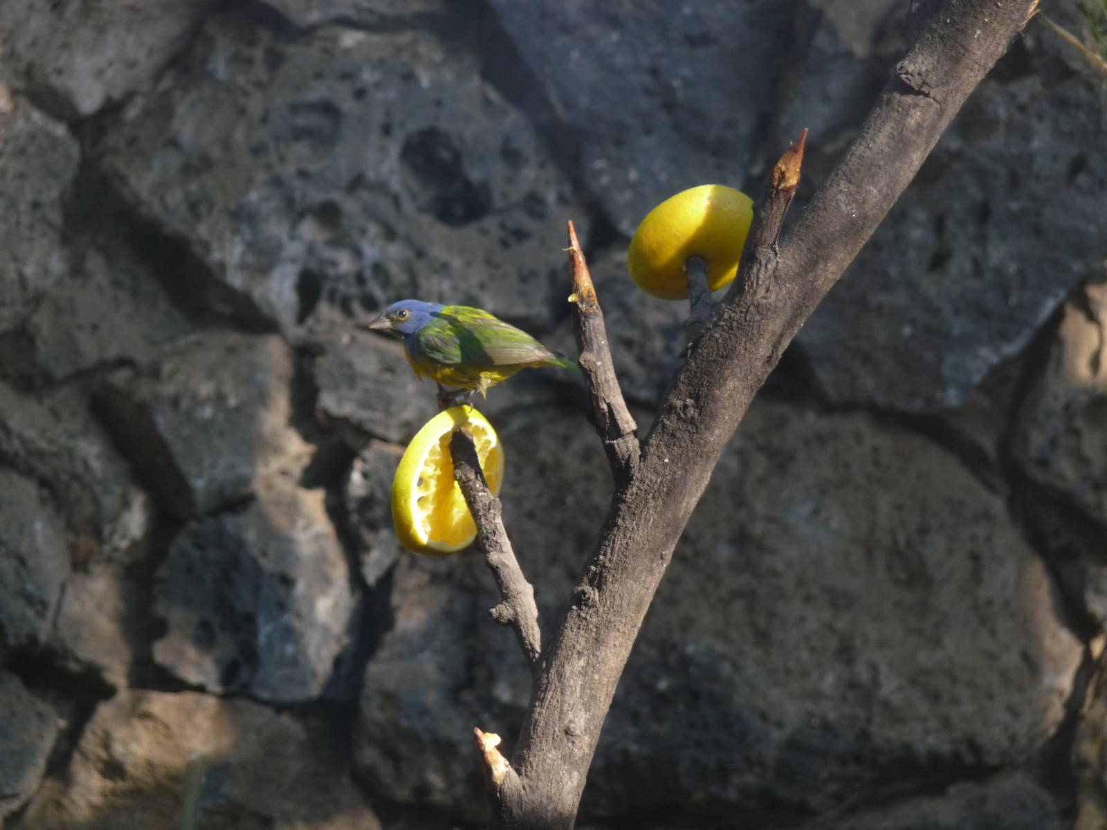 painted bunting Los Coyotes Zoo