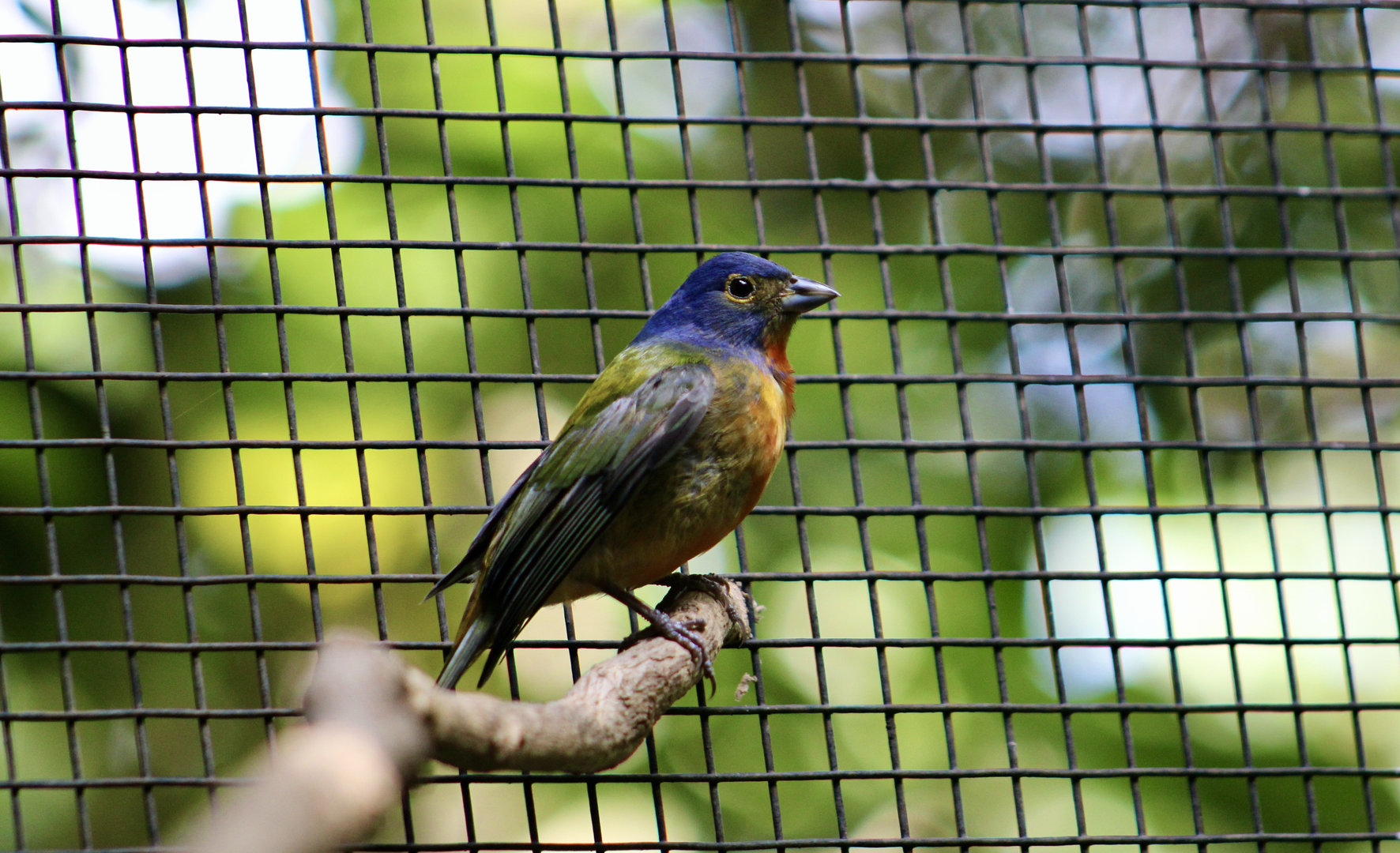 Painted Bunting (Passerina ciris pallidior)