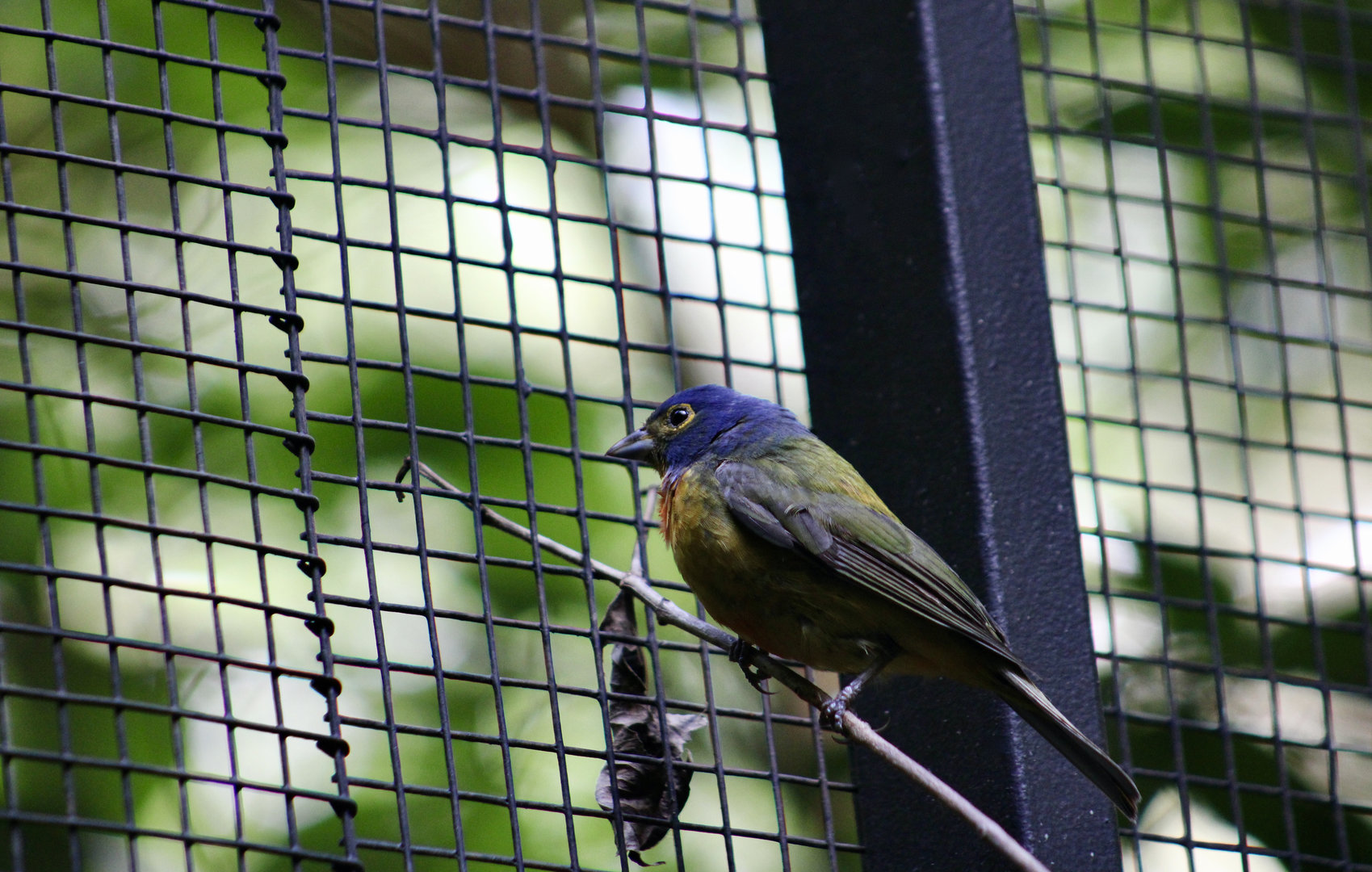 Painted Bunting (Passerina ciris pallidior)