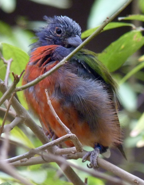 Painted bunting (Passerina ciris)