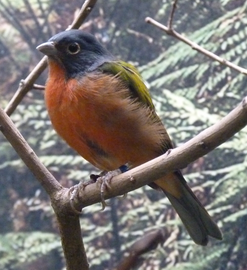 Painted bunting (Passerina ciris)