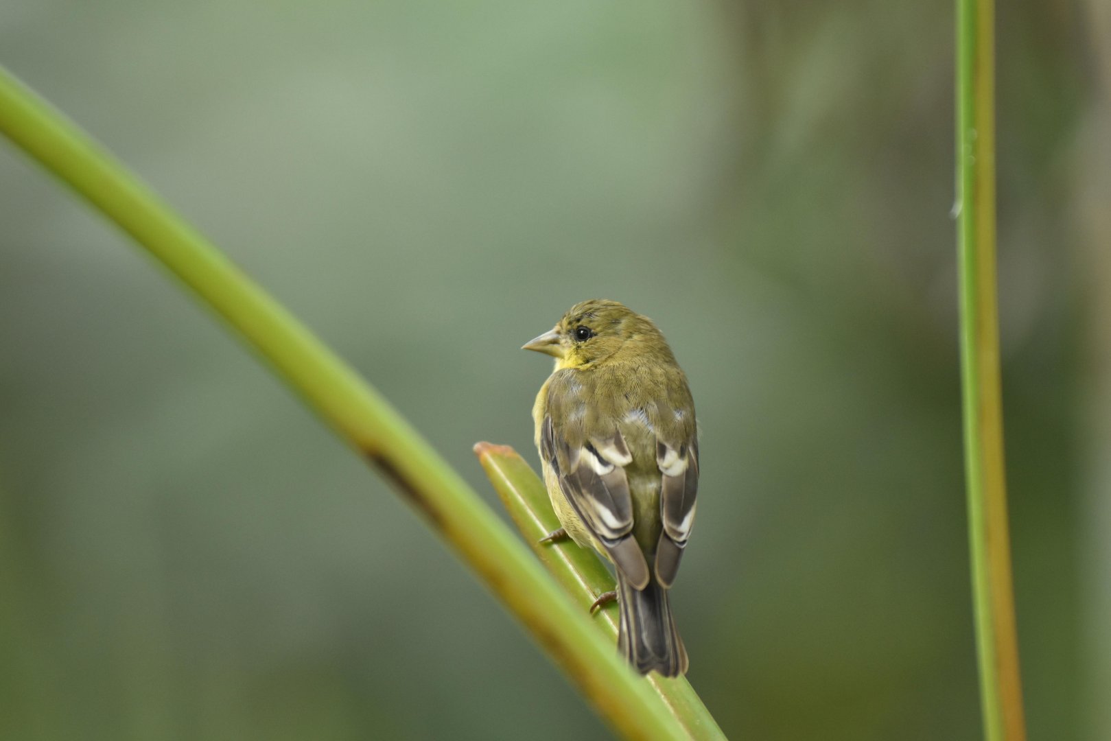 Painted bunting (Passerina ciris)