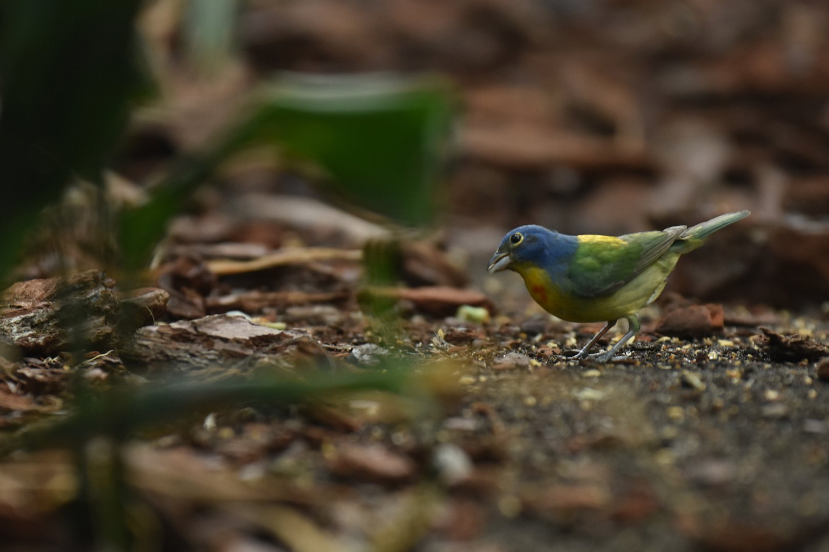 Painted bunting (Passerina ciris)