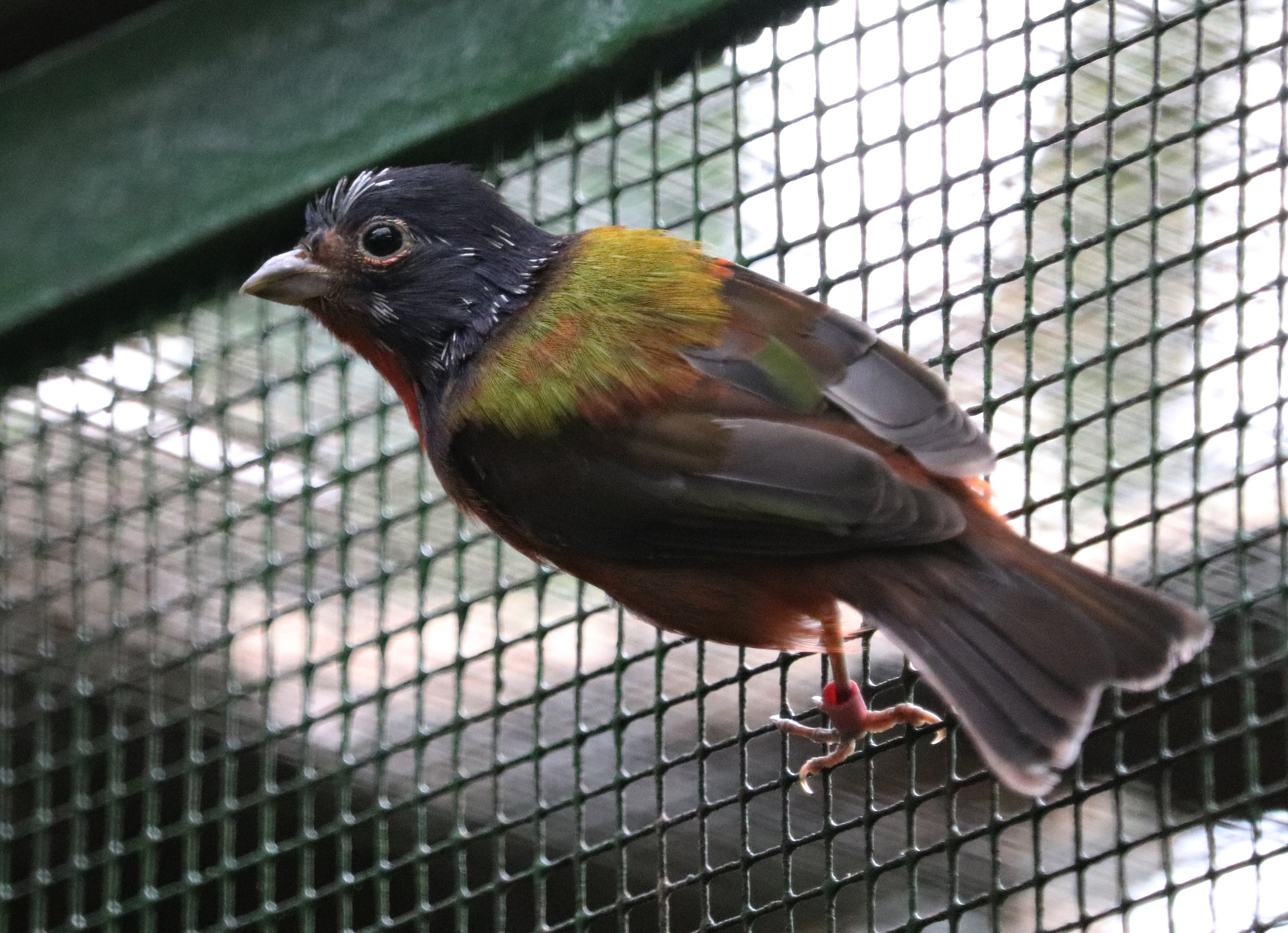 Painted bunting (Passerina ciris)
