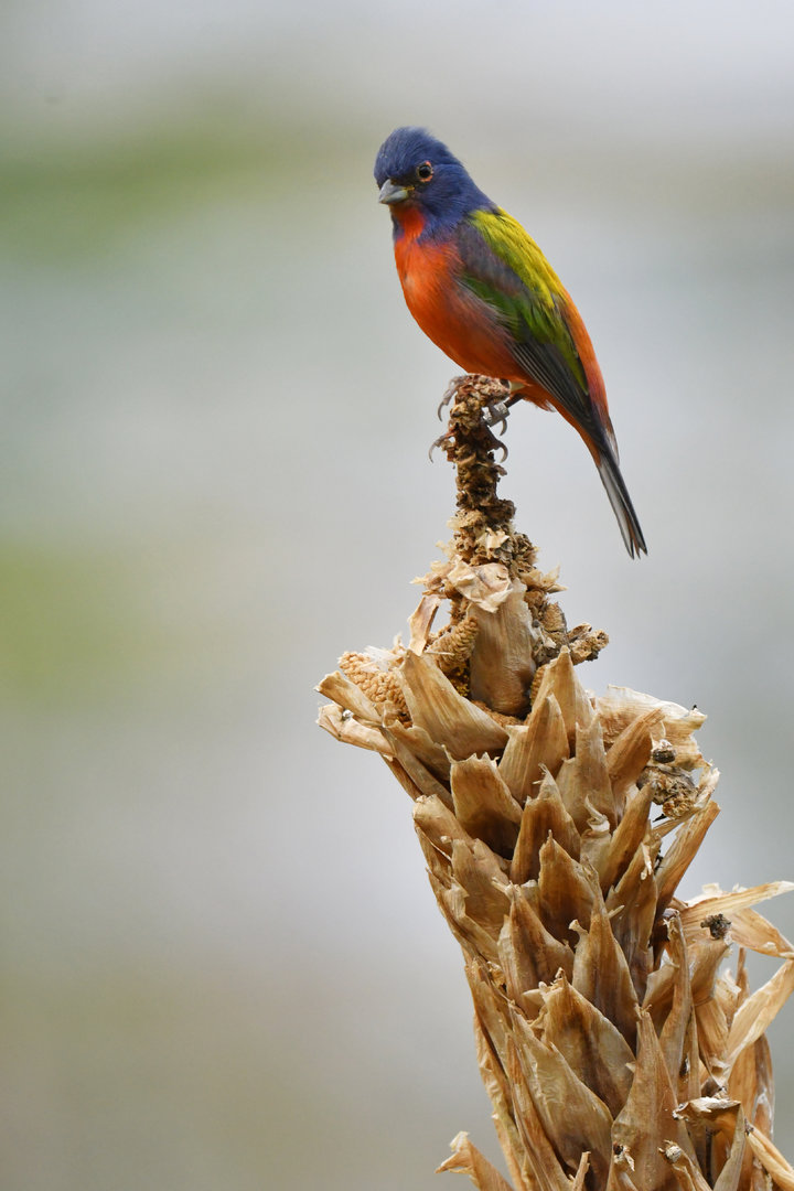 Painted Bunting Passerina ciris