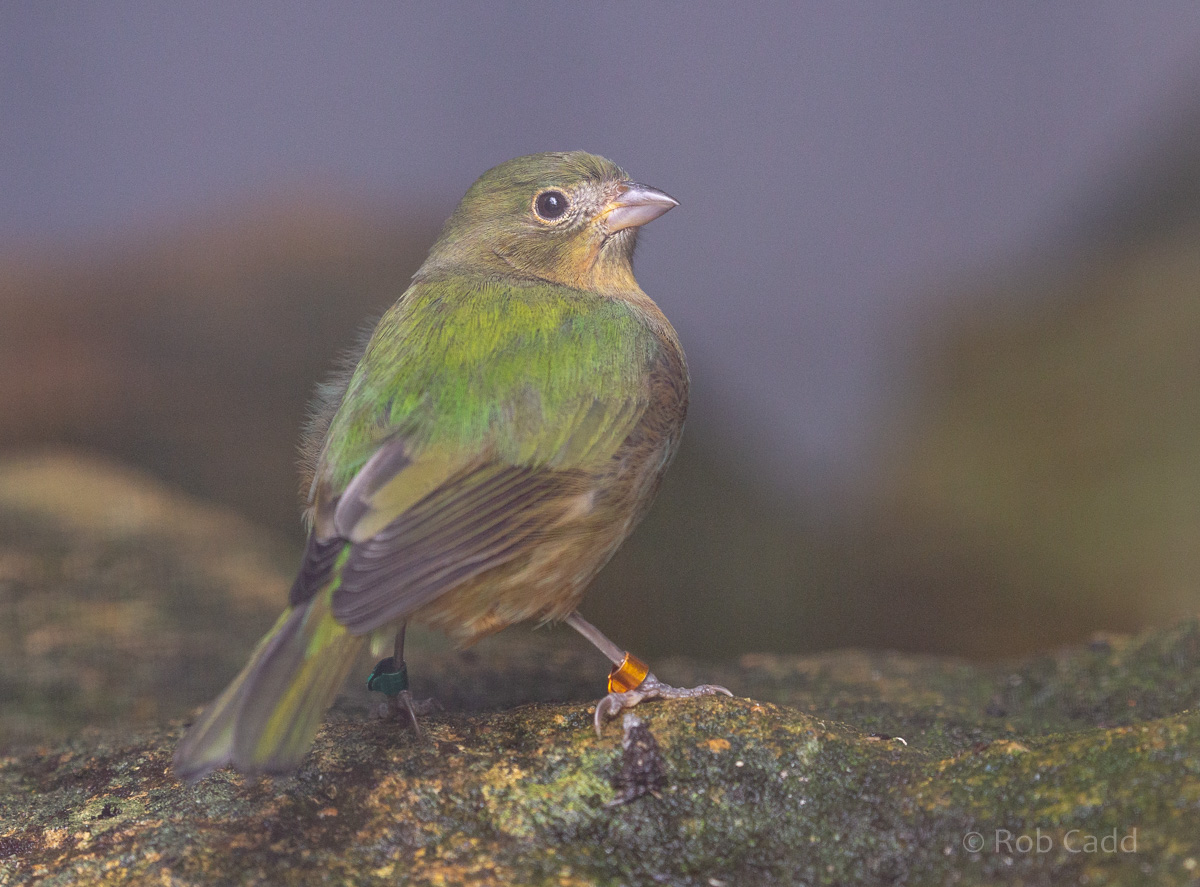 Painted bunting : Waddesdon : 04 Oct 2019