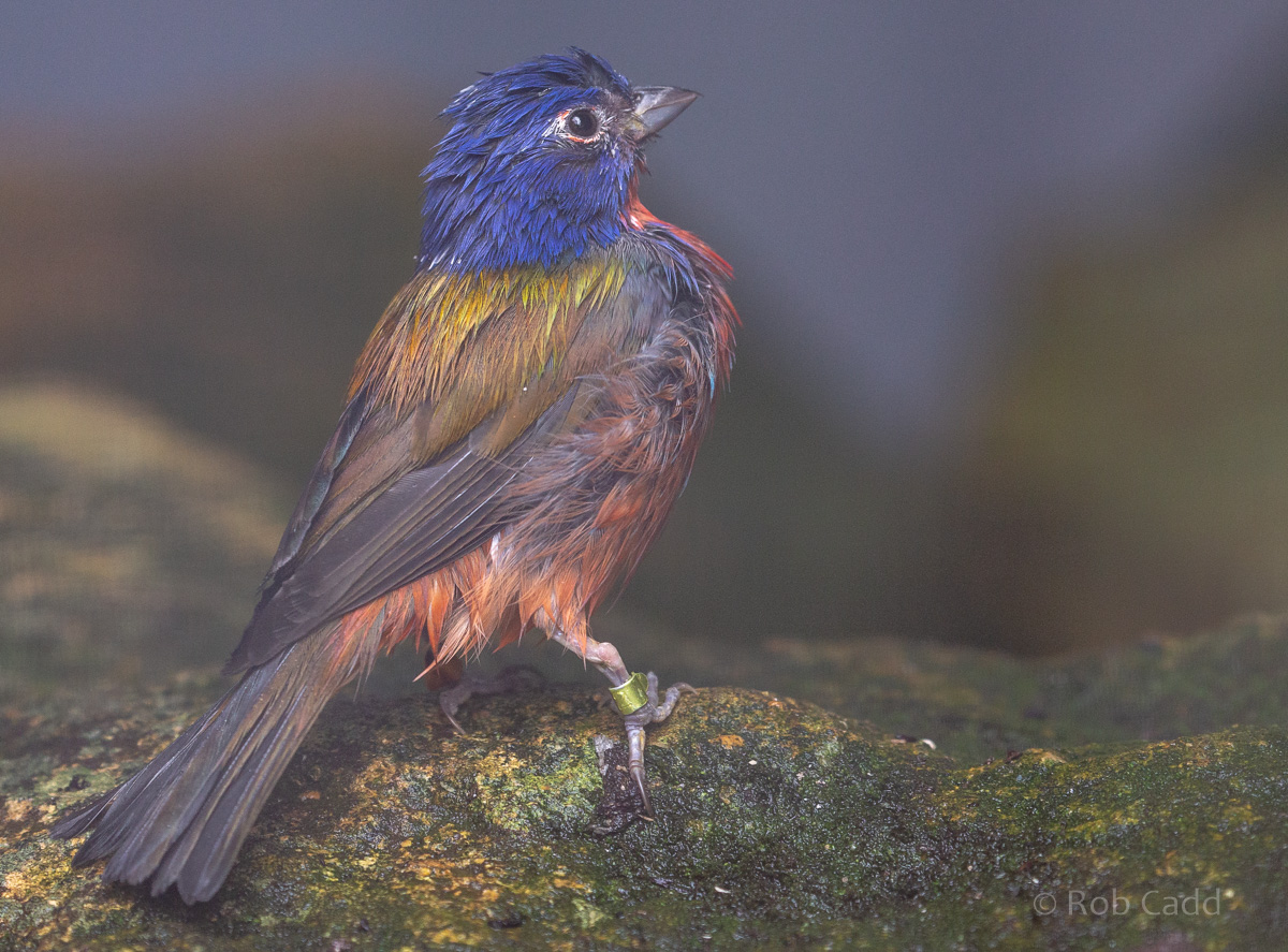 Painted bunting : Waddesdon : 04 Oct 2019