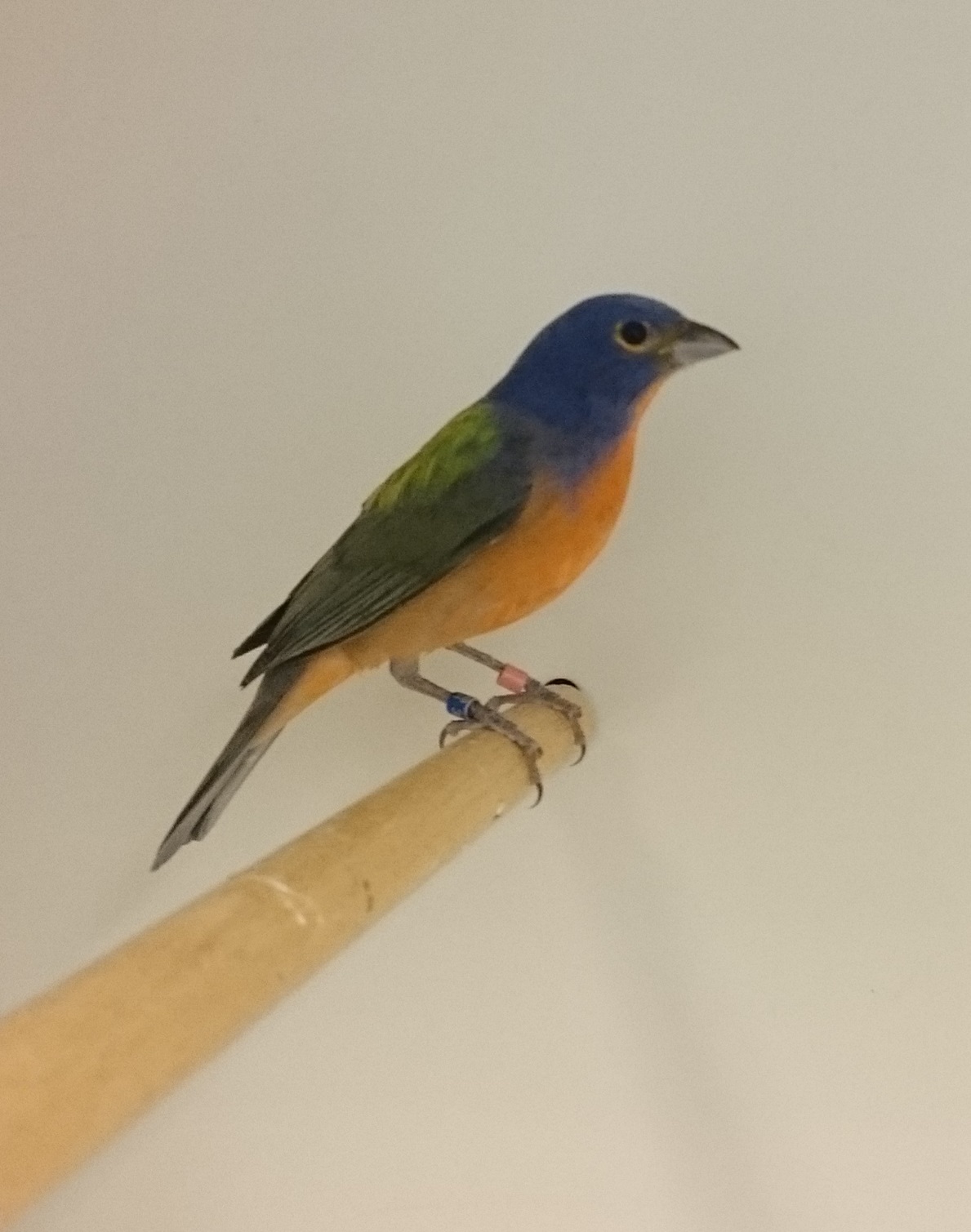 Painted bunting