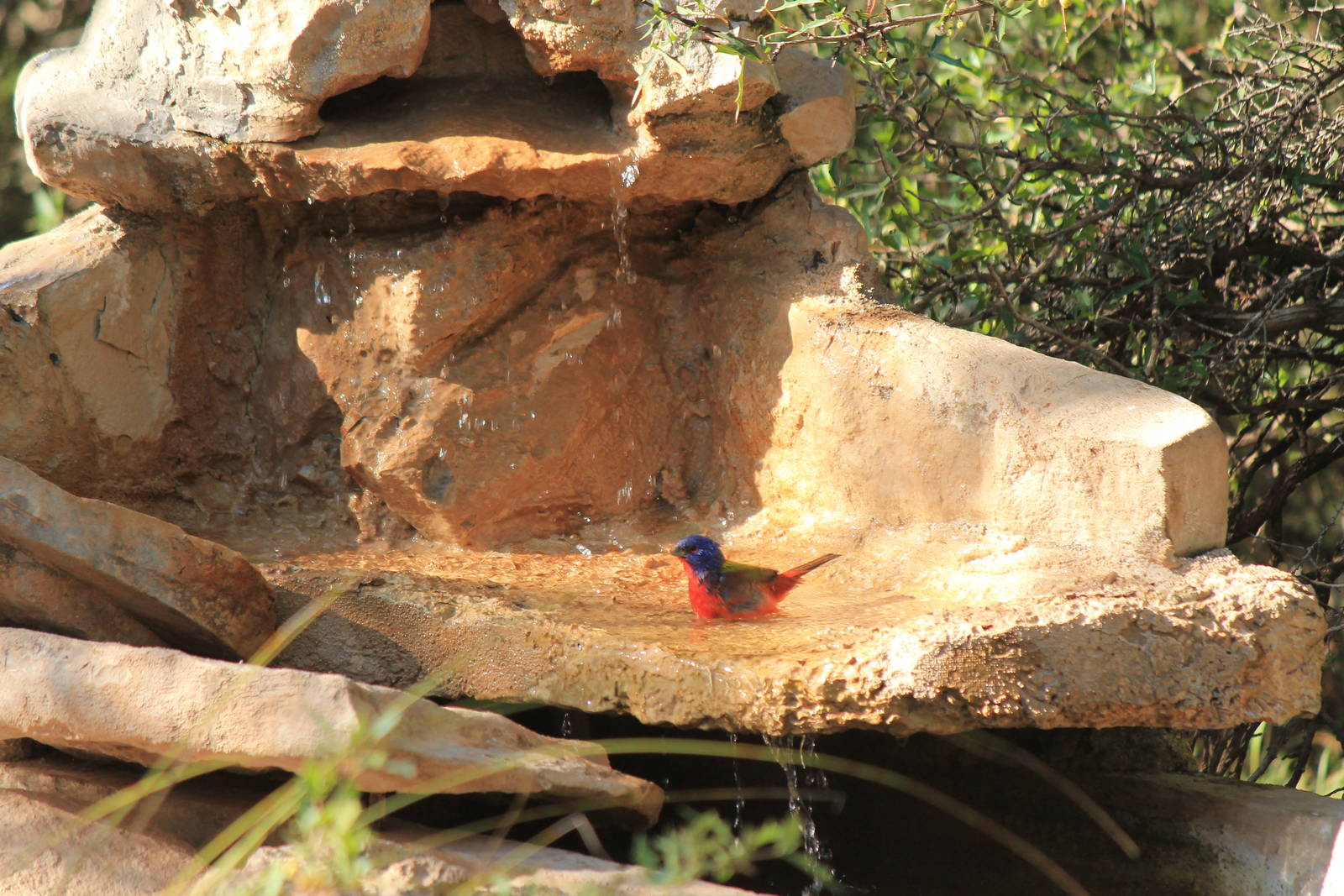 Painted Bunting